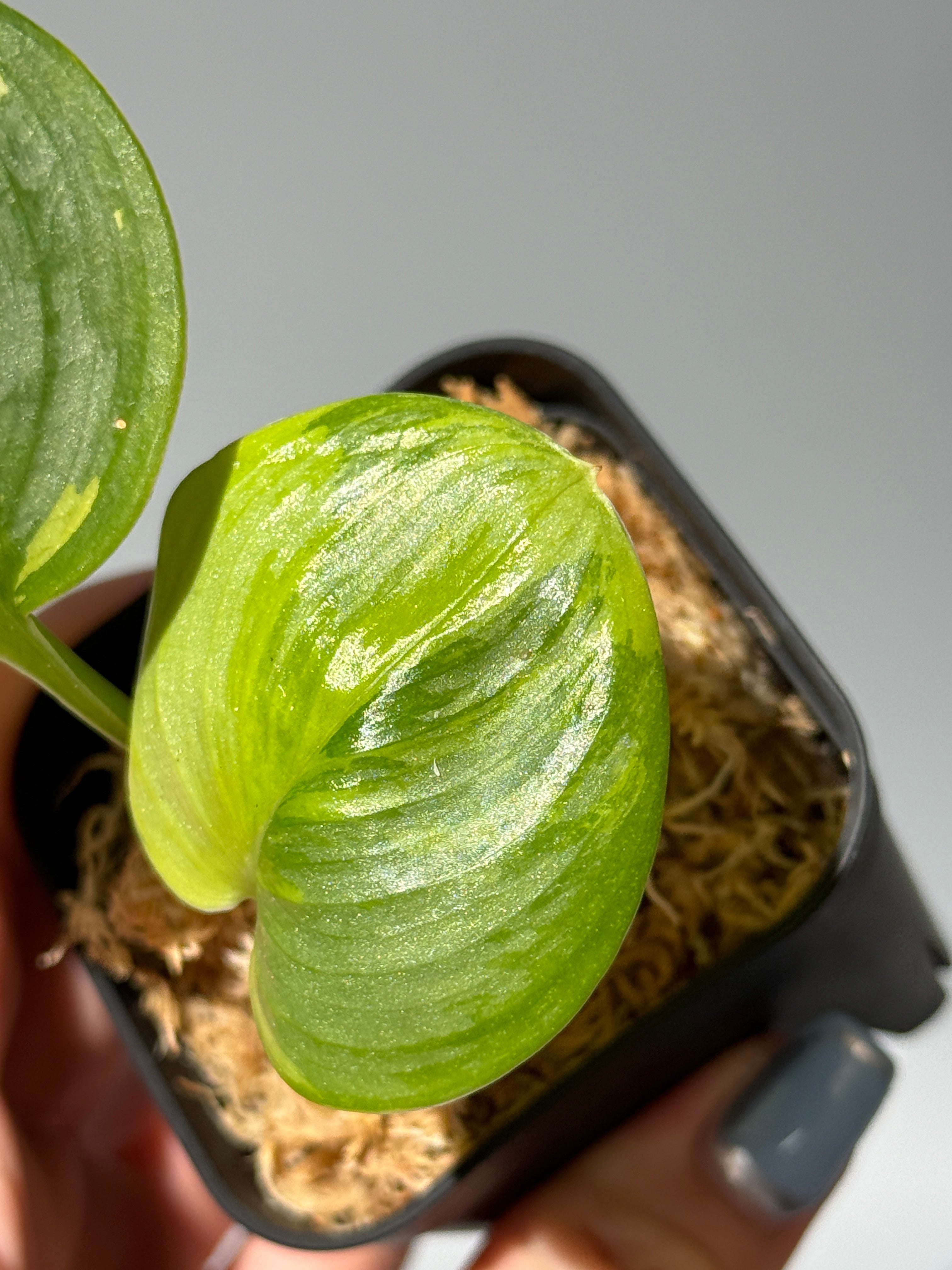 All Plants – Nakayama-Plants