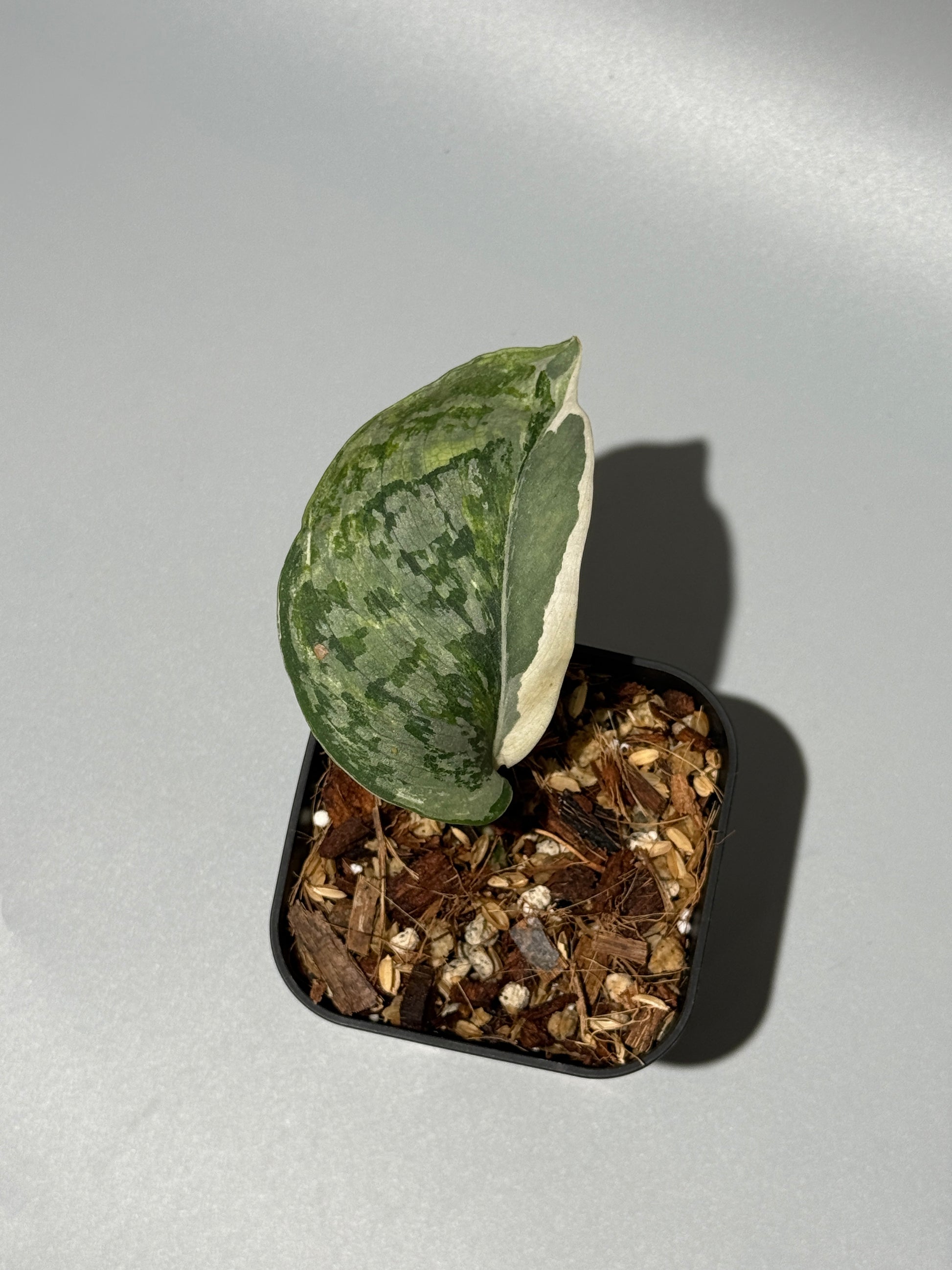 スキンダプサス エキゾチカ アルボ / Scindapsus exotica albo (1)