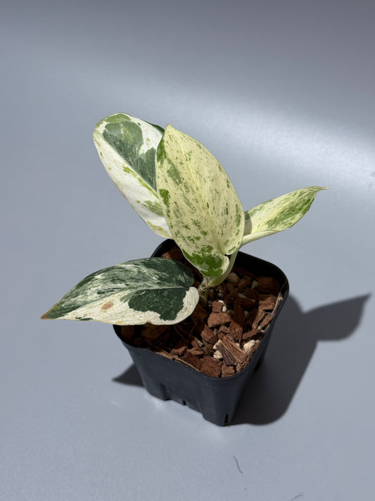 スキンダプサス パラヒヤンガン トリカラー  / Scindapsus parahyangan tricolor  (1)