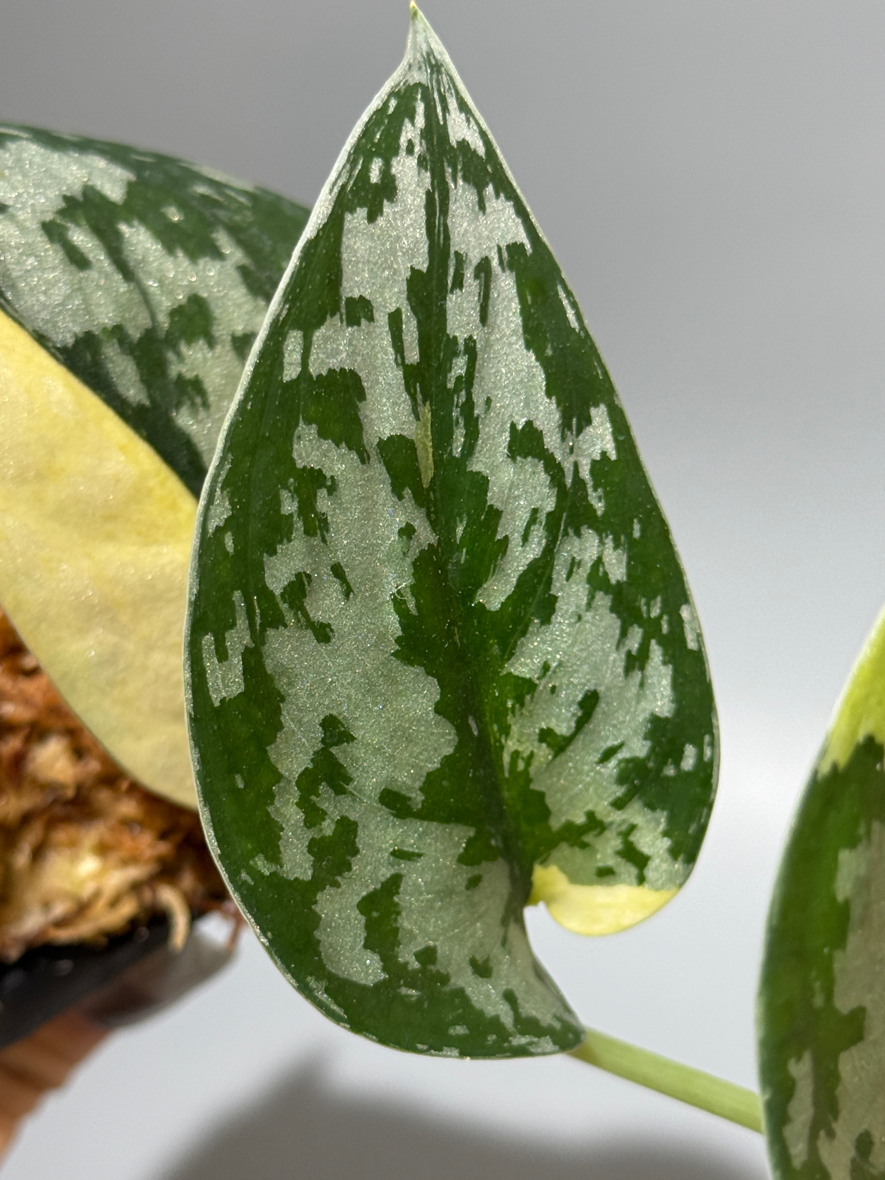 スキンダプサス マハリカ / Scindapsus maharlika (1) – Nakayama-Plants