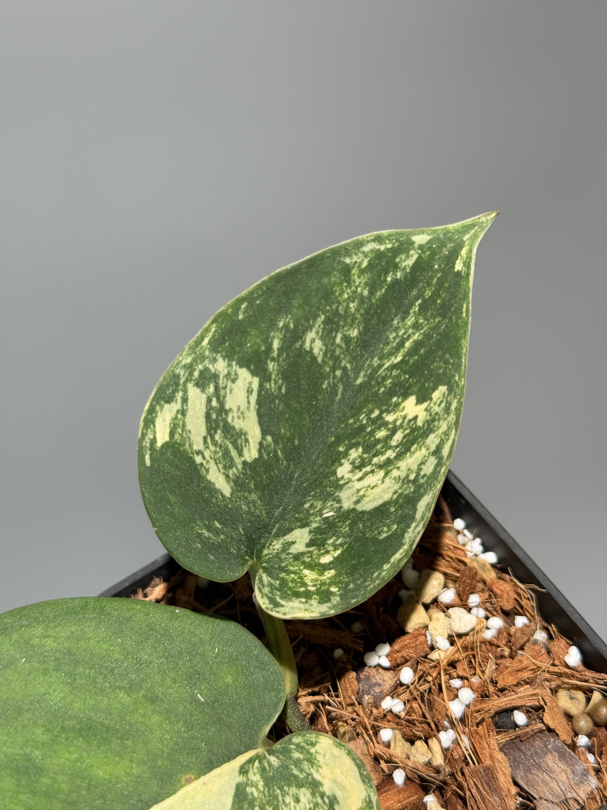 スキンダプサス メラカイ / Scindapsus Merakai (1)