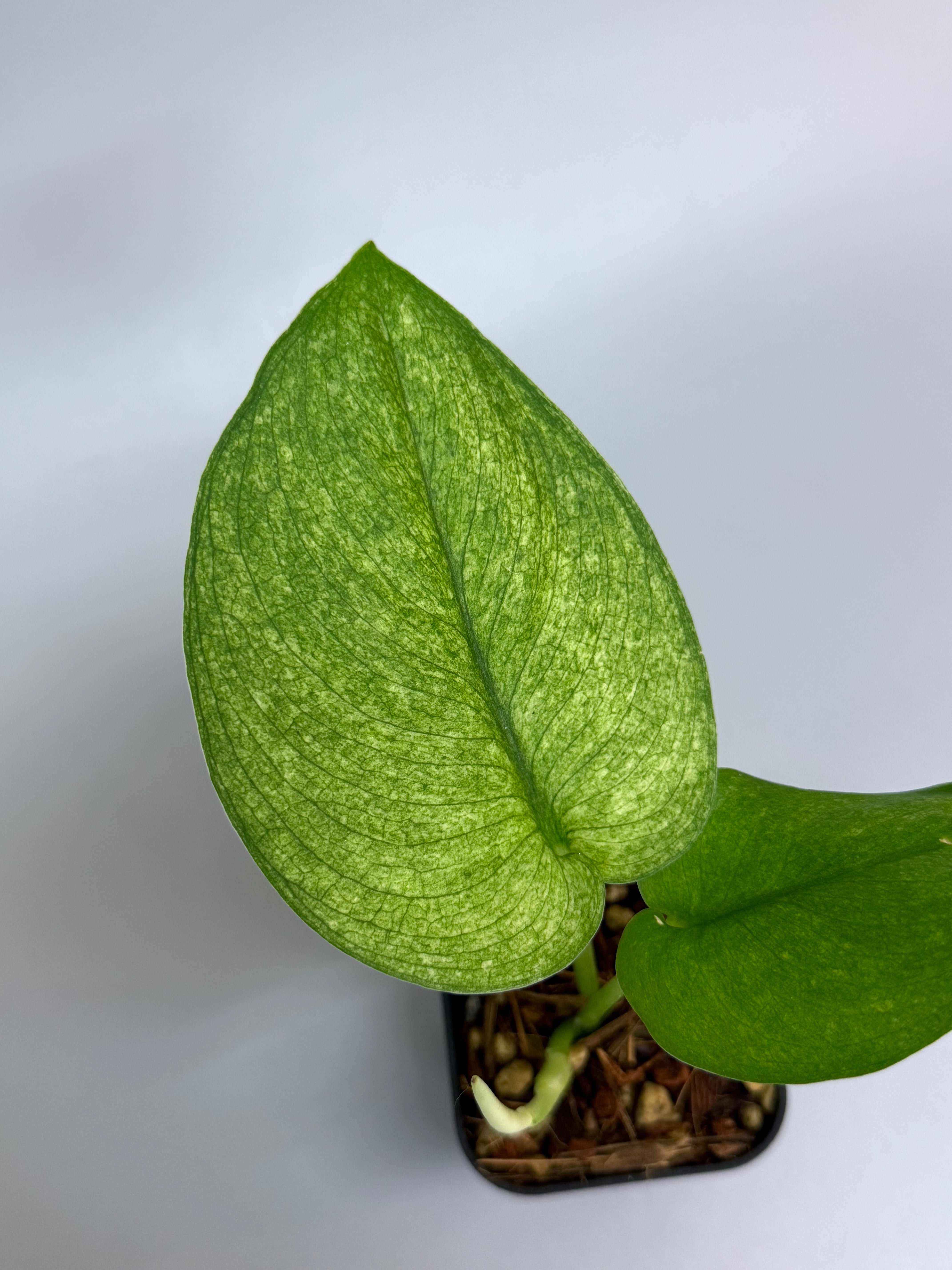 Nakayama Plants – Nakayama-Plants