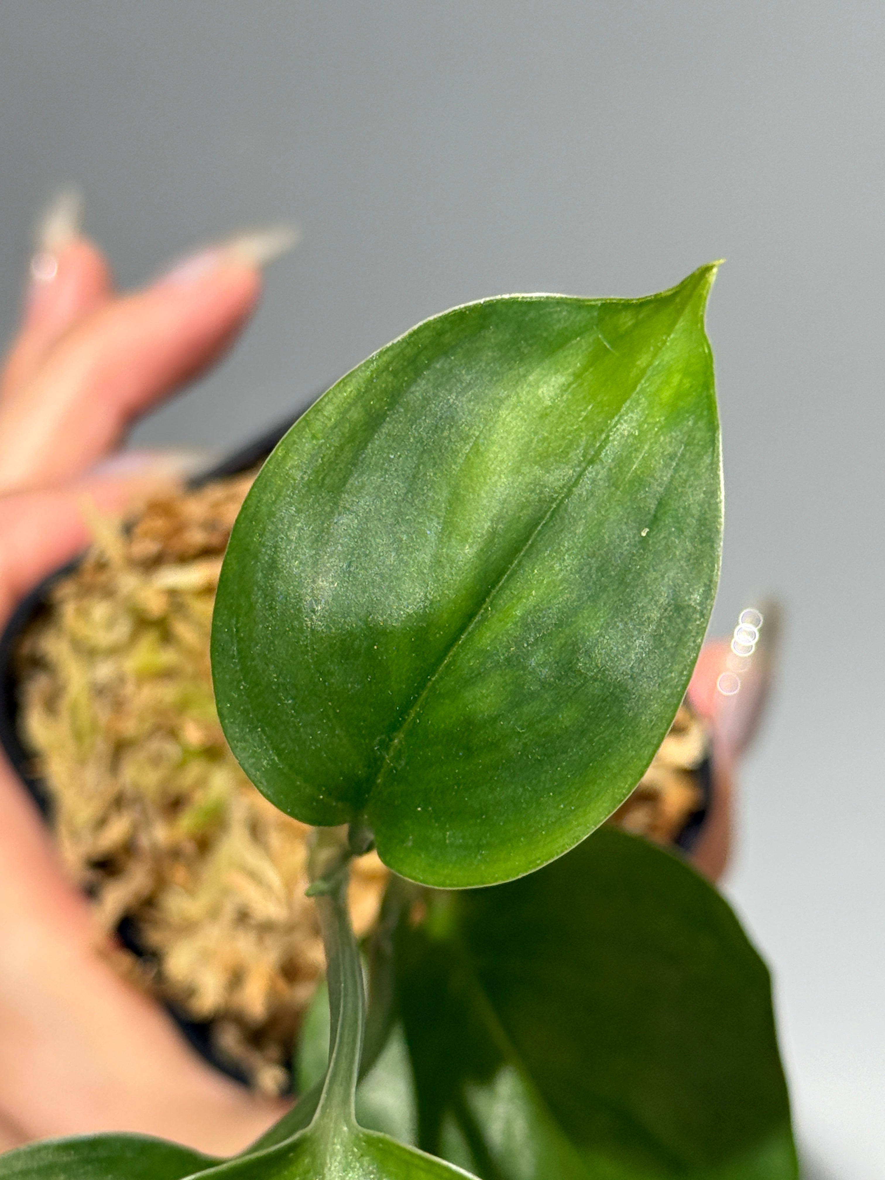 スキンダプサス　ニルマラ　大株　1 商品 – Page 3 – Nakayama-Plants