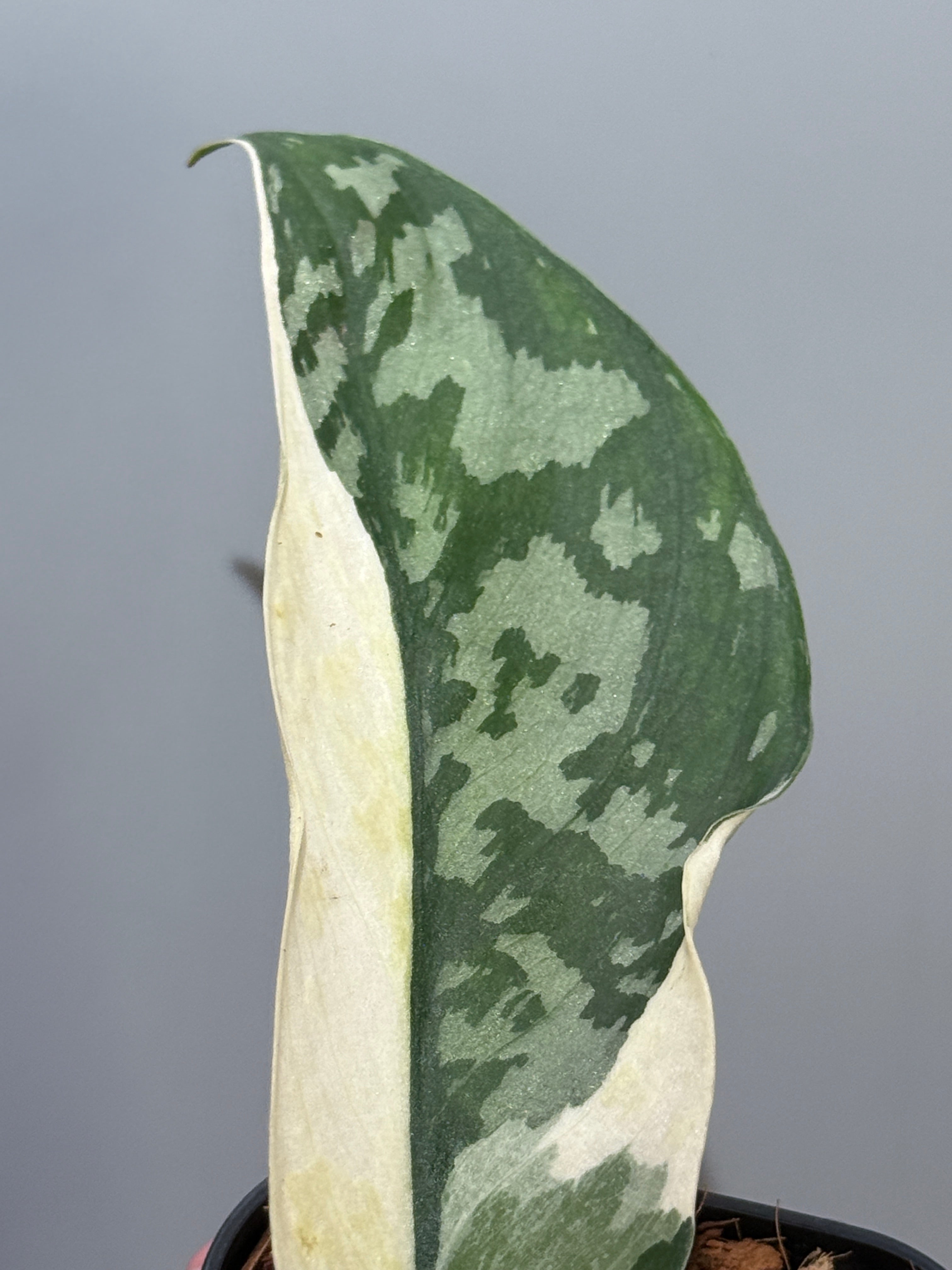 スキンダプサス ラカンビニ / Scindapsus lakambini (4) – Nakayama-Plants