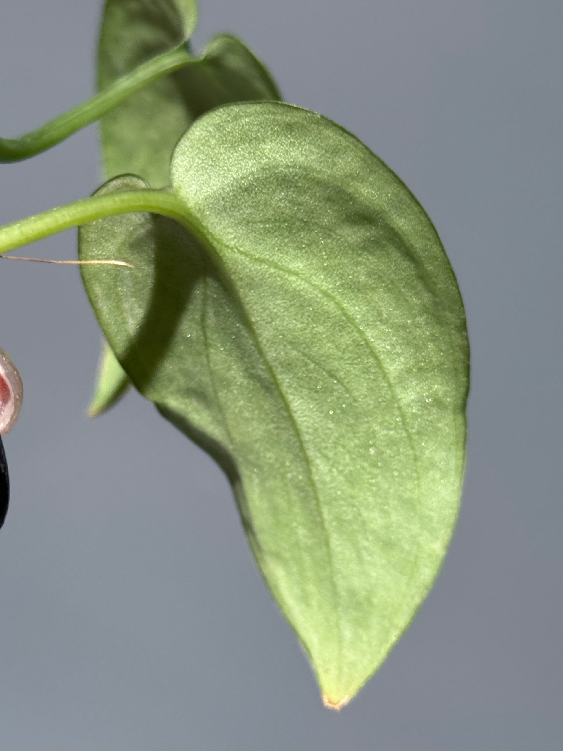 スキンダプサス レオパード / Scindapsus Leopard (1)