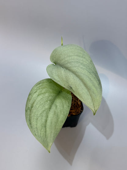 スキンダプサス エリンダ / Scindapsus Erlinda (3)