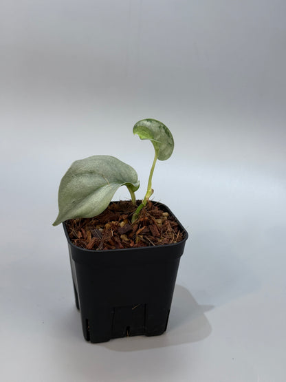 スキンダプサス ウィアード / Scindapsus Weirdo (3)