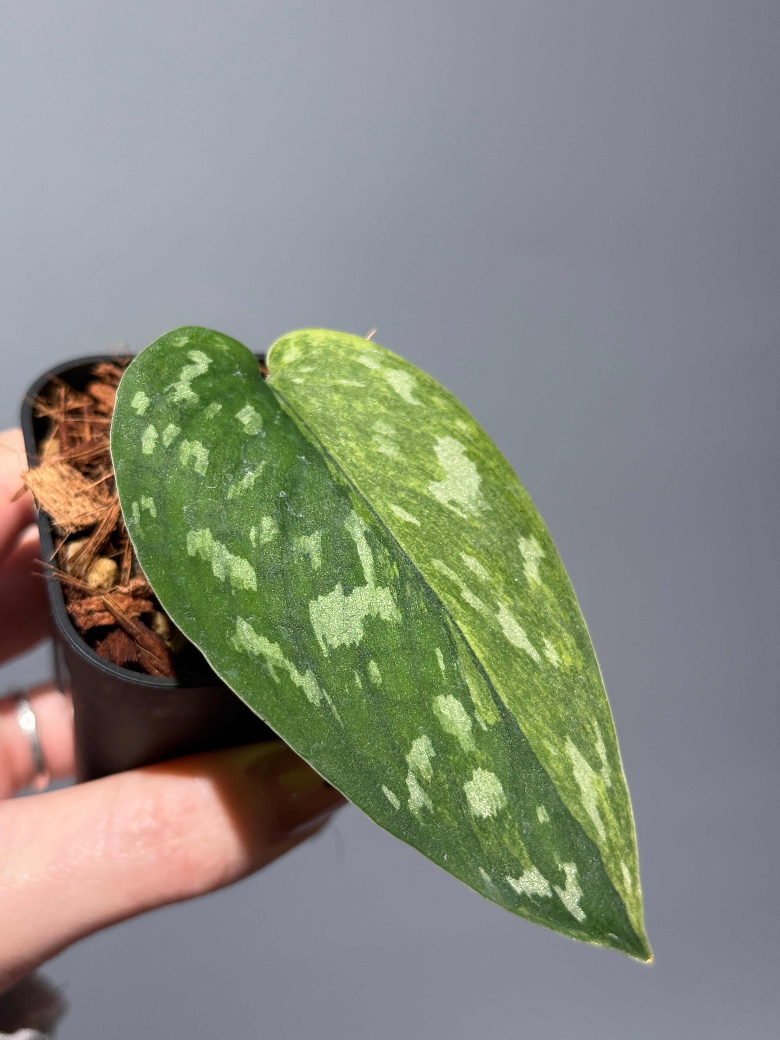 スキンダプサス マッチャ / Scindapsus matcha (1) – Nakayama-Plants