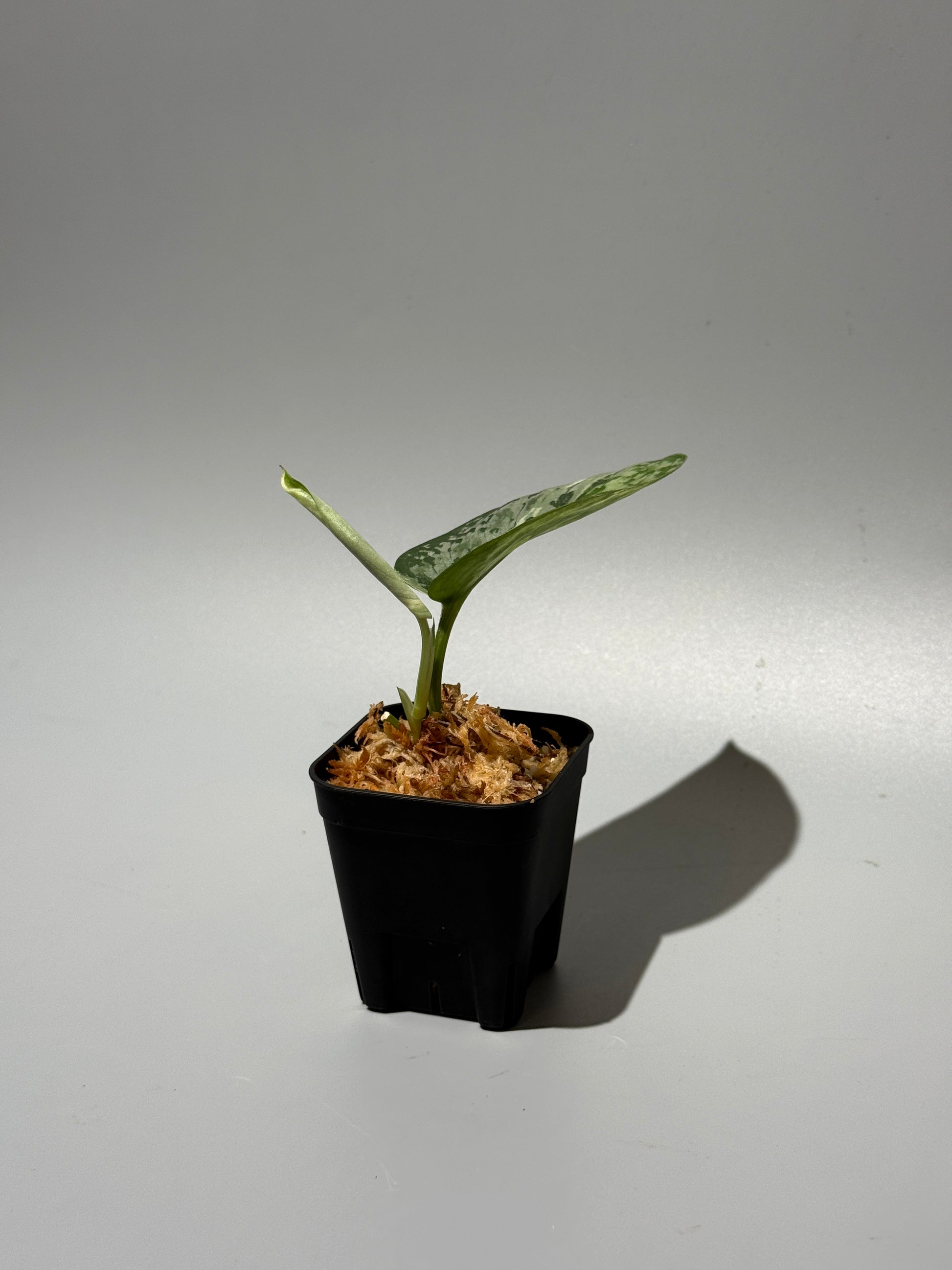 スキンダプサス エキゾチカ サラカ トリカラー  / Scindapsus Exotica salaka toricolor (1)