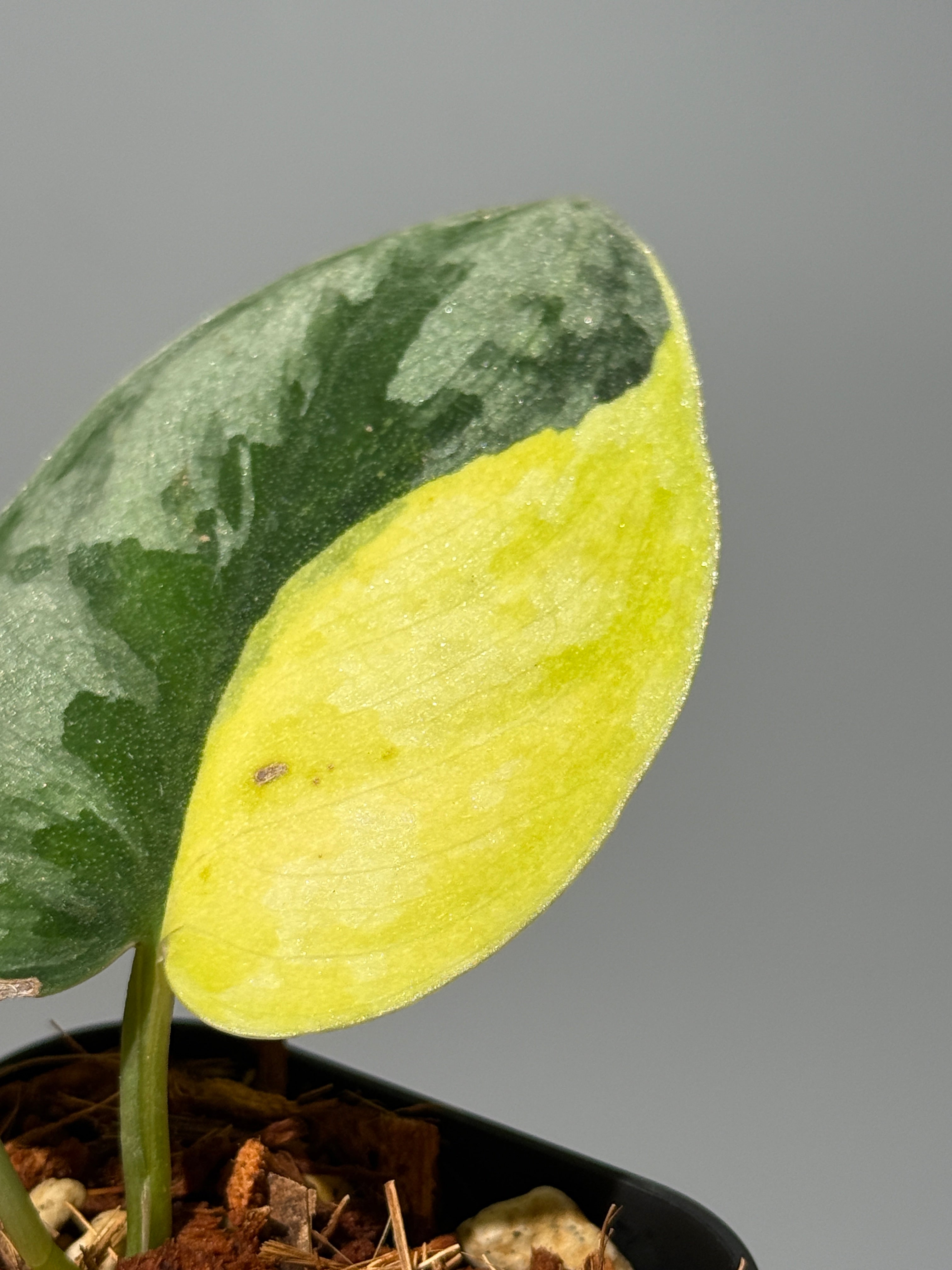 商品 – Page 3 – Nakayama-Plants
