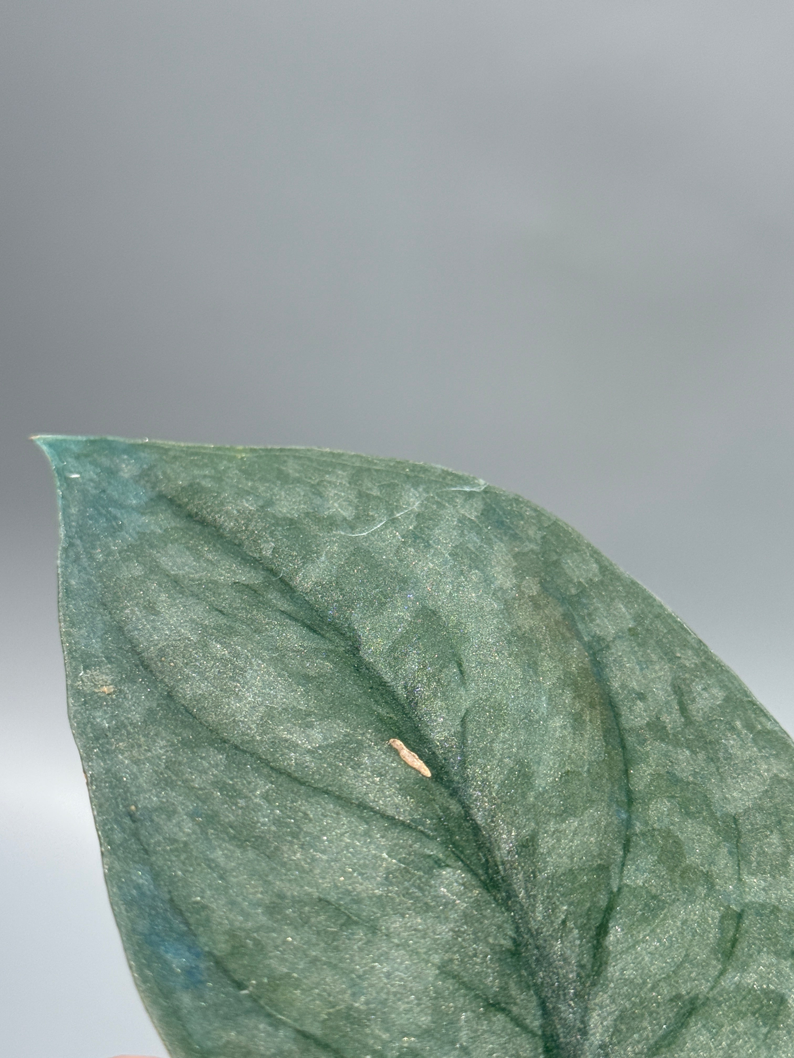 All Plants – Nakayama-Plants