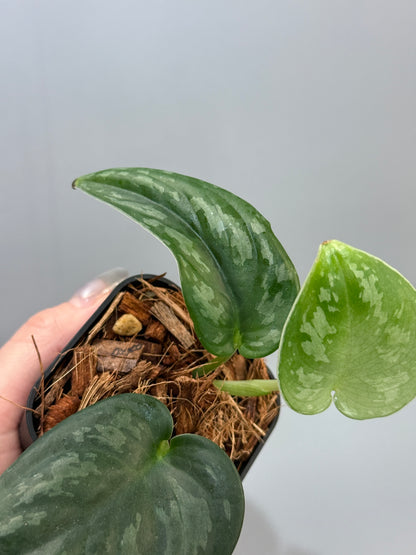 スキンダプサス エキゾチカ グローシ sp.サラワク / Scindapsus exotica glosy sp.serawak (4)