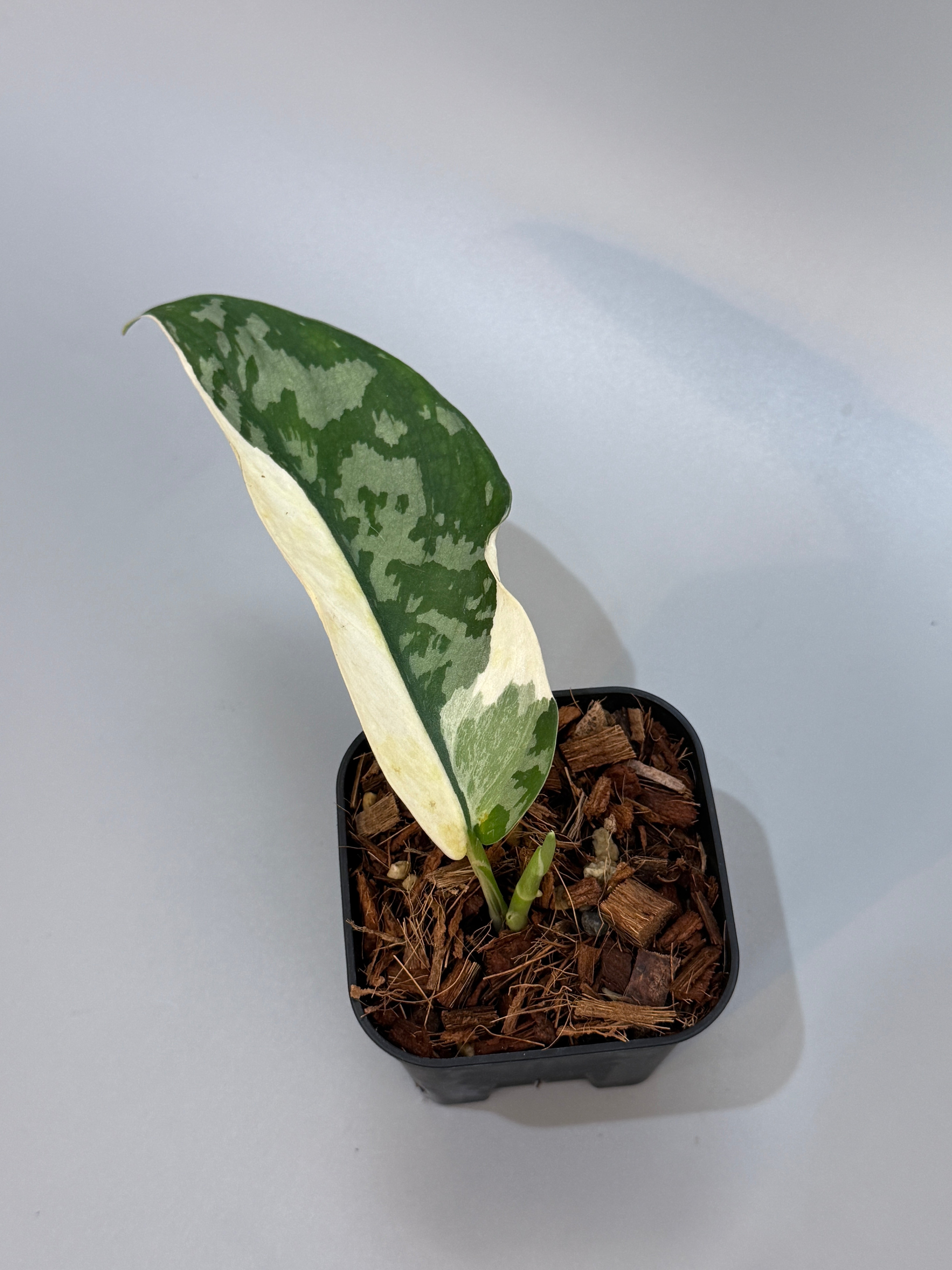 スキンダプサス ラカンビニ / Scindapsus lakambini (4) – Nakayama-Plants