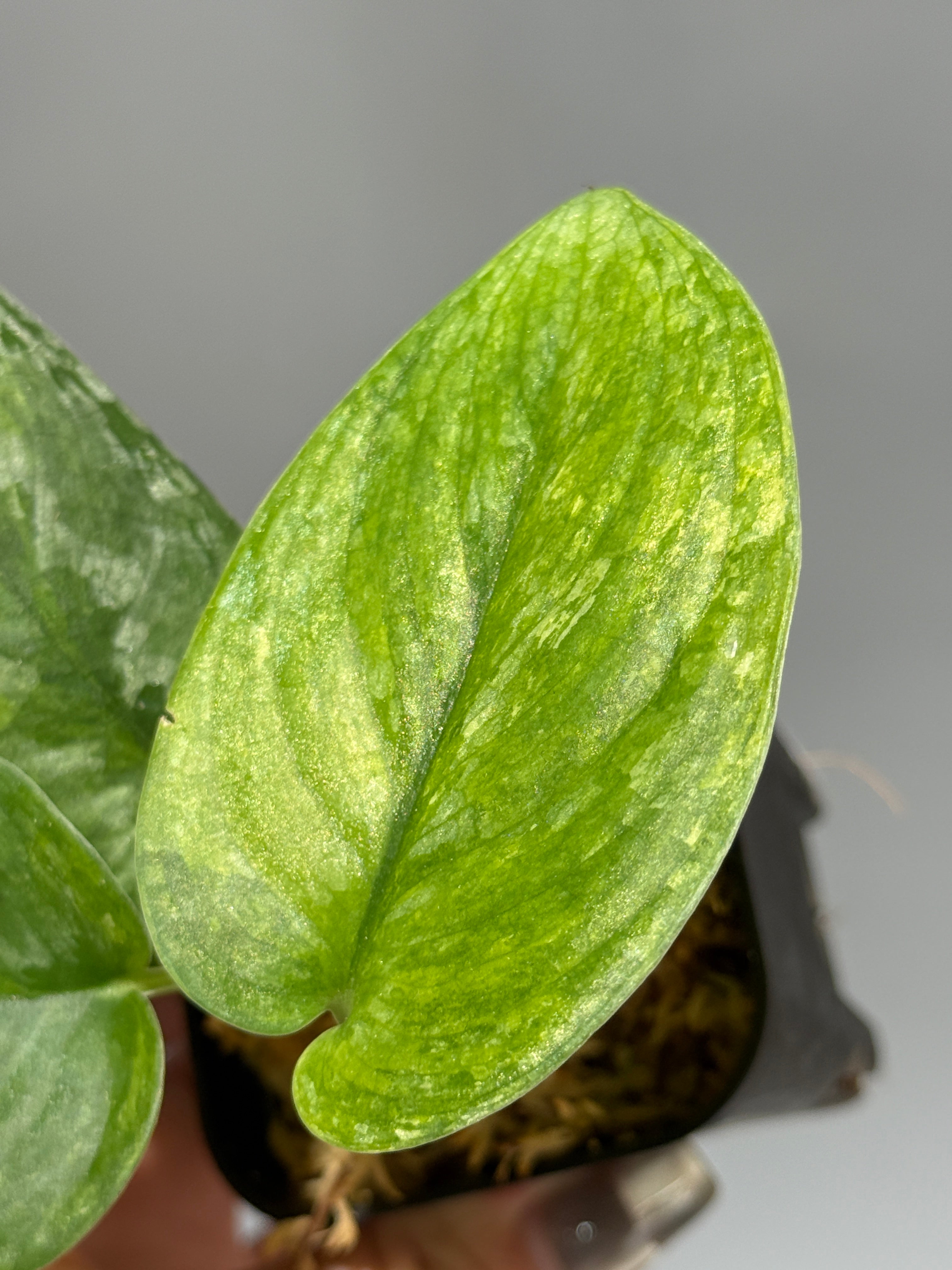 All Plants – Page 2 – Nakayama-Plants