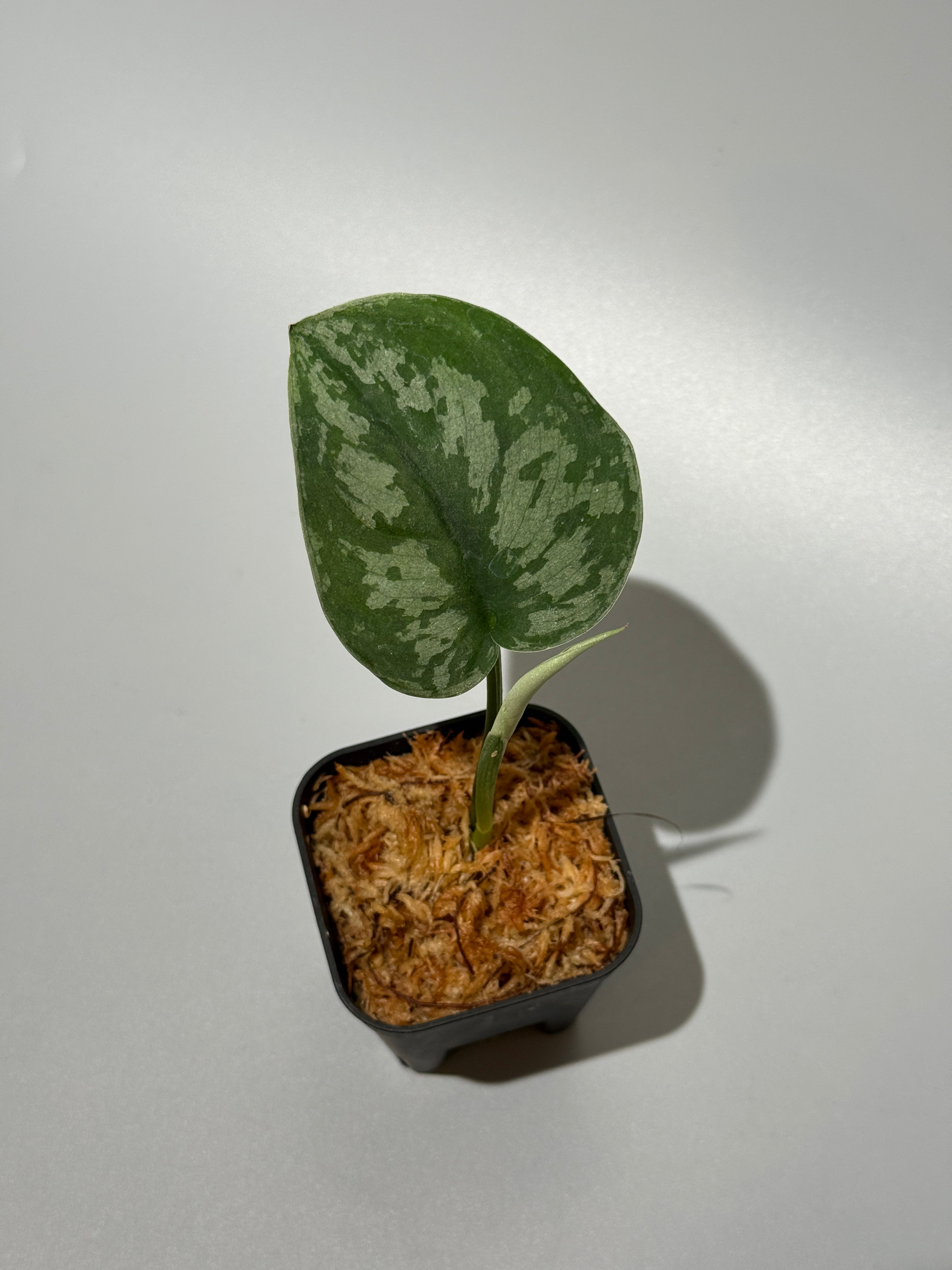 スキンダプサス ピクタス マヤリ Scindapsus Pictus variegata “Mayari