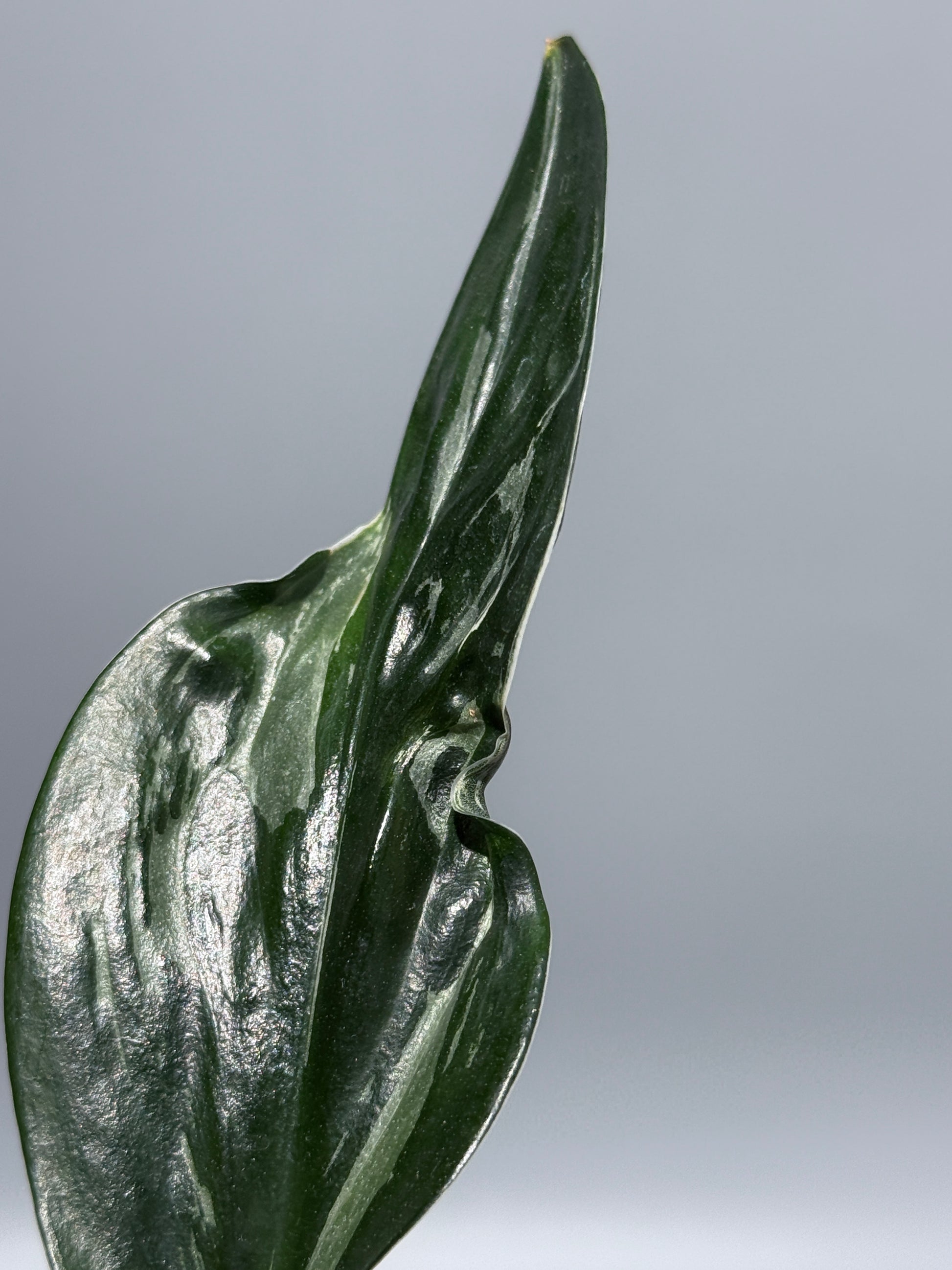 スキンダプサス トレビー ダークフォーム ミューテーション/Scindapsus Treubii darkform mutation (2)