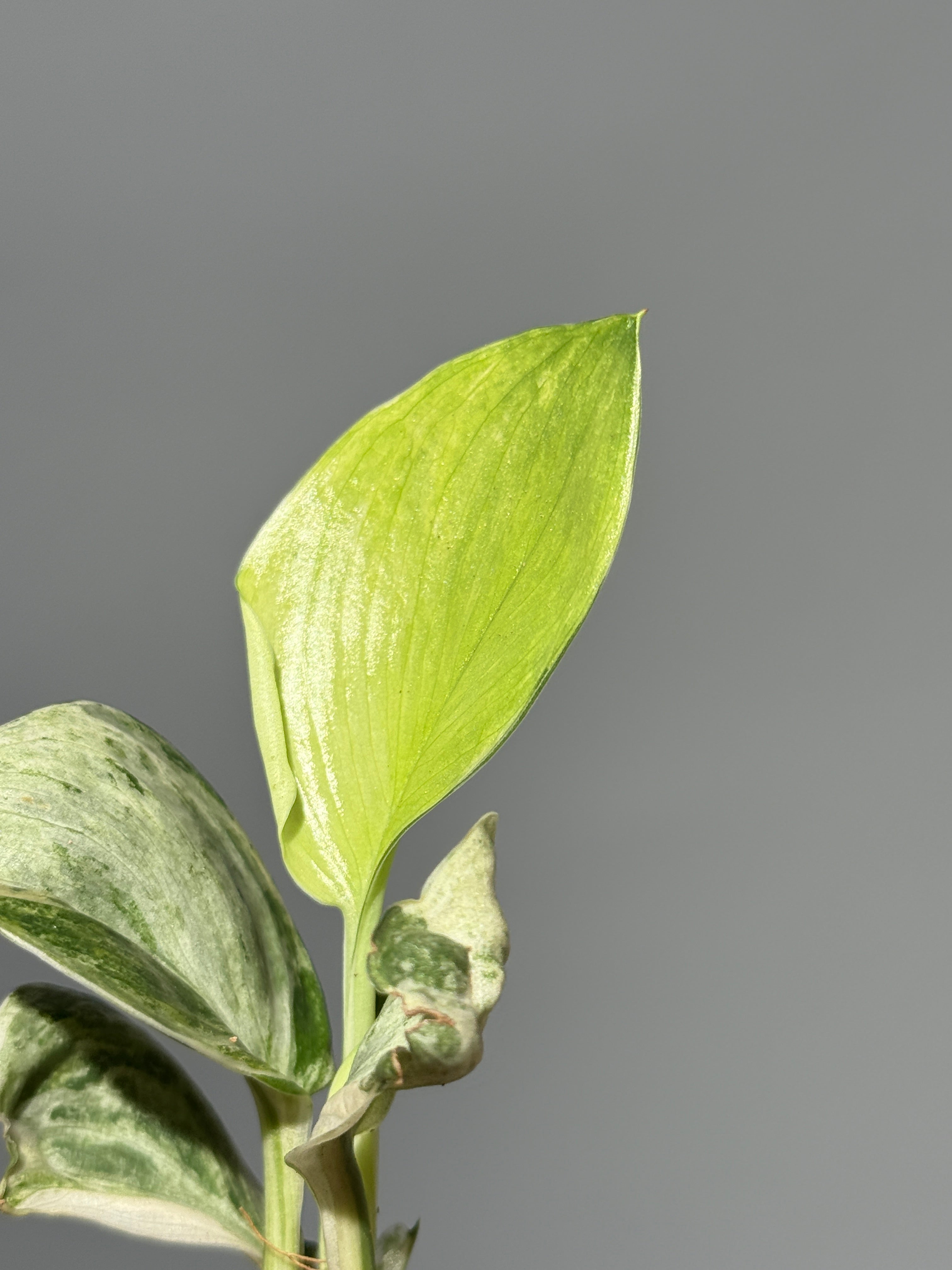 All Plants – Nakayama-Plants