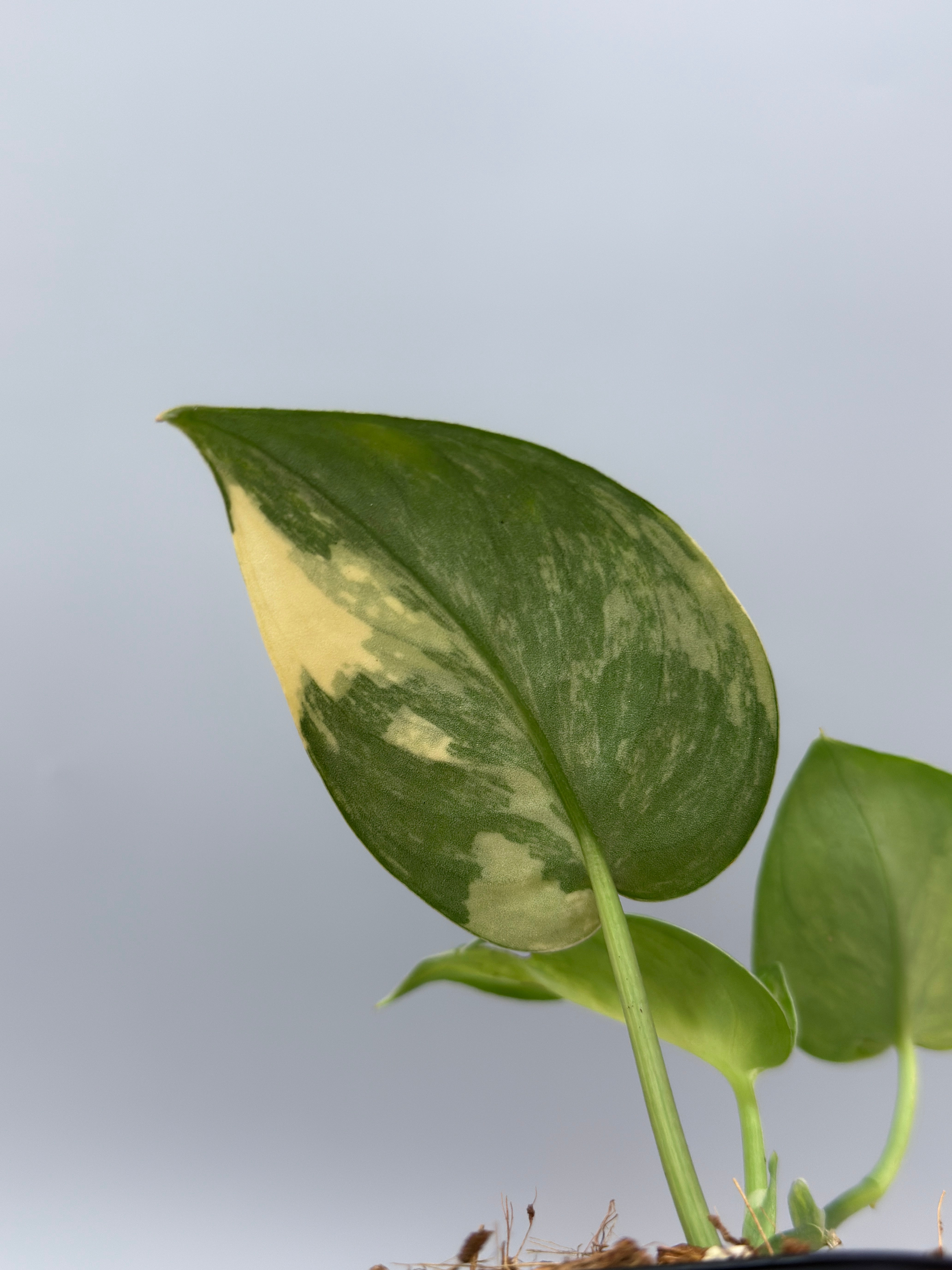 ５枚葉⭐︎！Scindapsus bakudapati バクダパティ スキンダプサス バクダパティ / Scindapsus bakudapati (1) – Nakayama