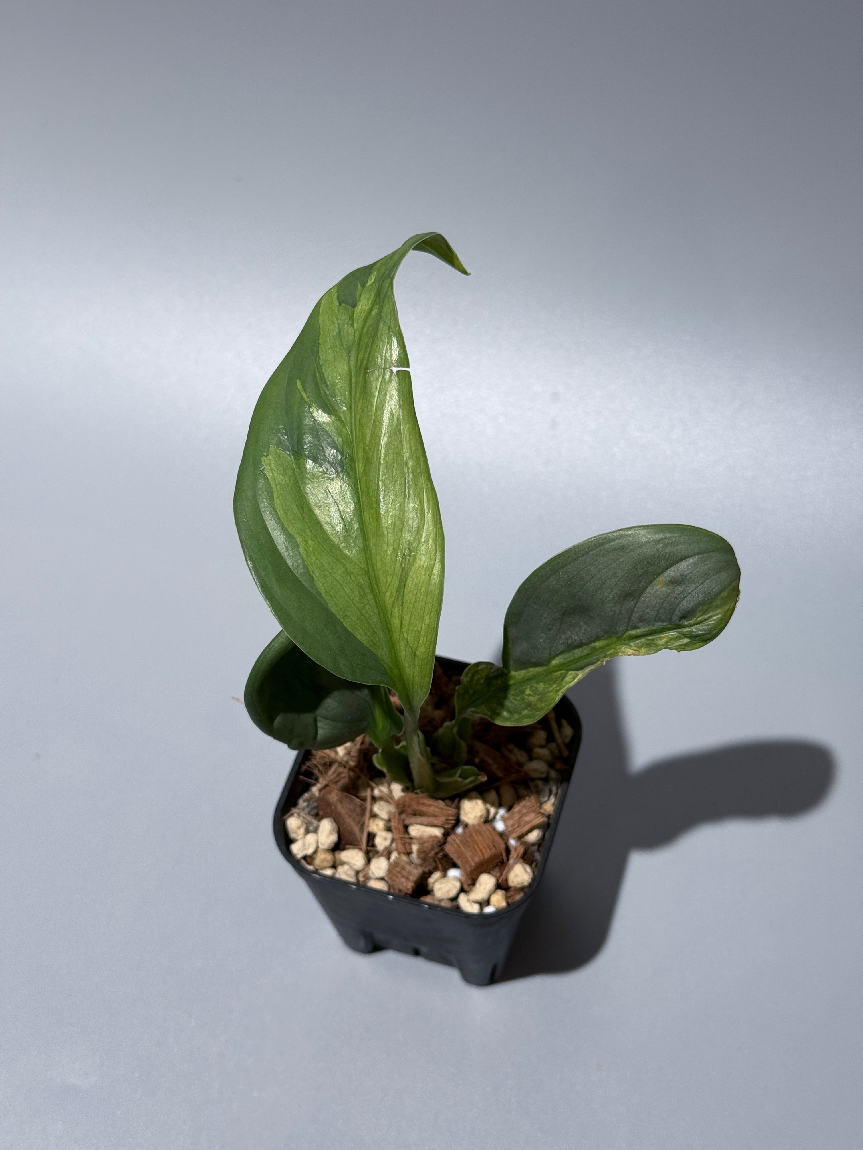 All Plants – Page 2 – Nakayama-Plants