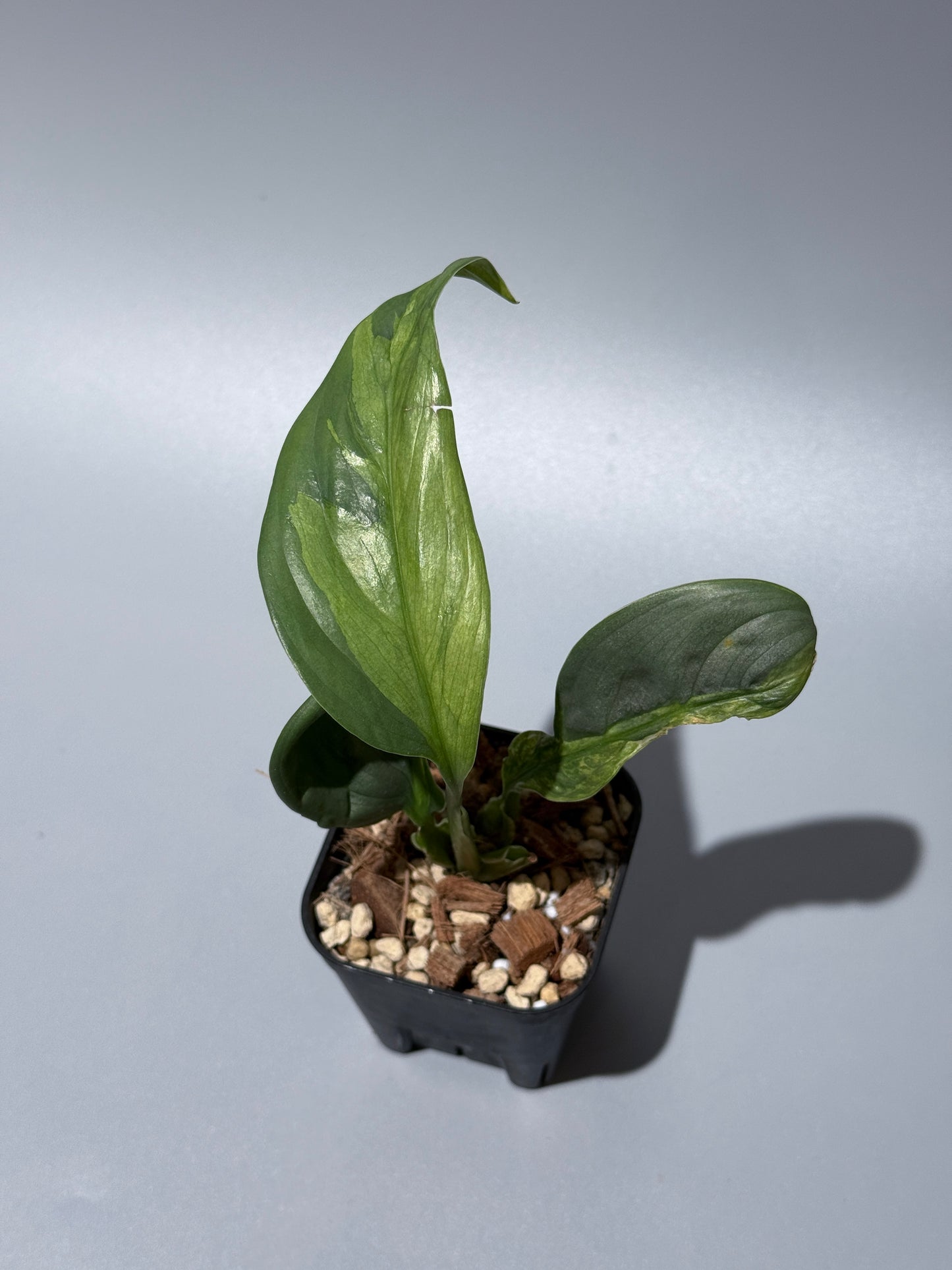 スキンダプサス ペラケンシス ブルーラバ / Scindapsus Perakensis blue lava (1)