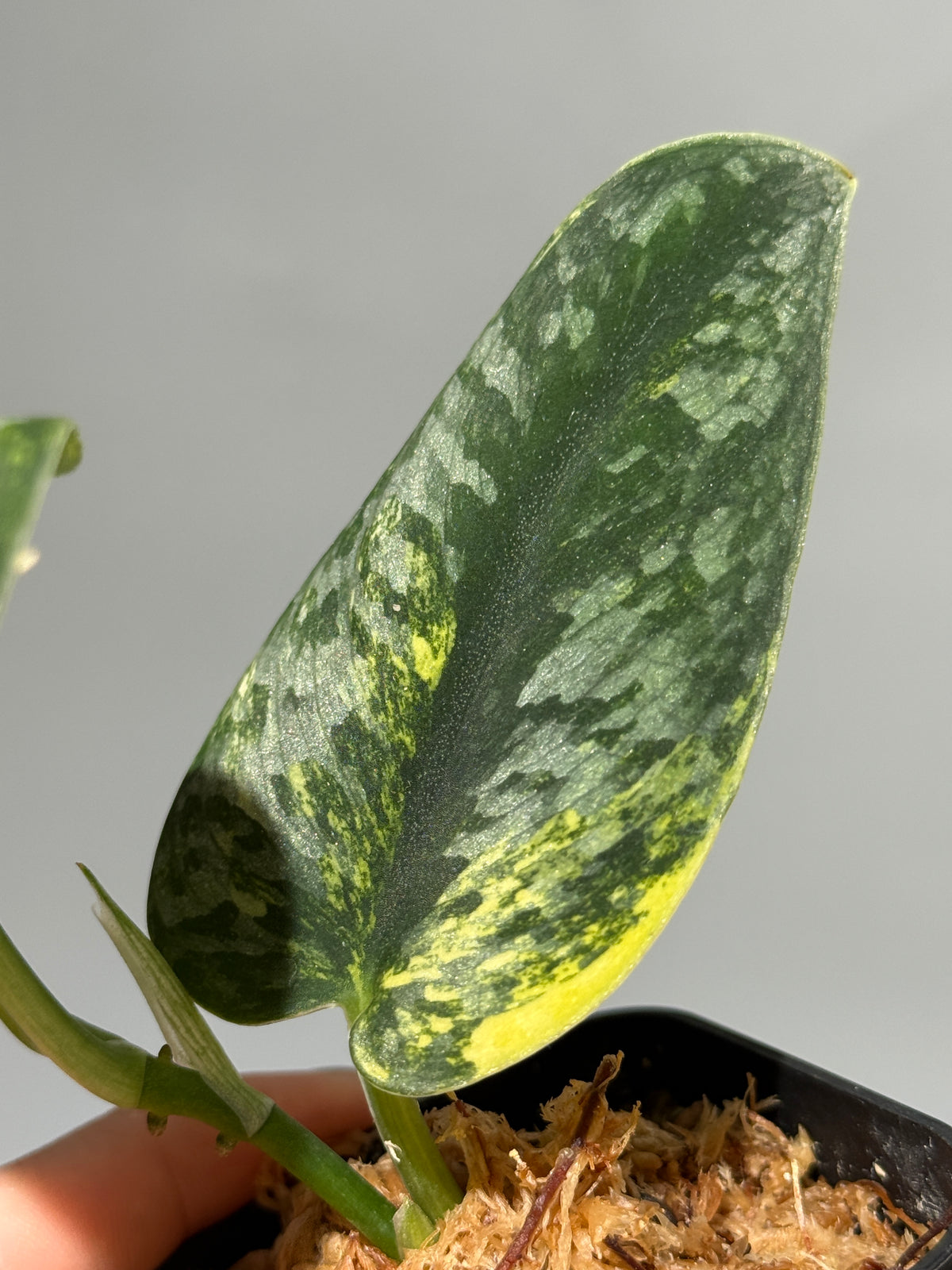 スキンダプサス グリーン ダイヤモンド / Scindapsus Green diamond (1)