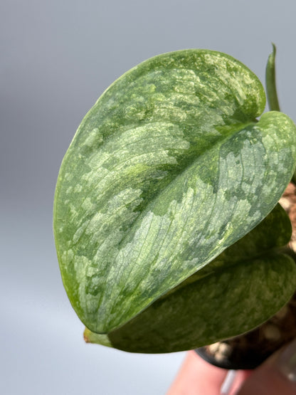 スキンダプサス サデワ トリカラー / Scindapsus sadewa tricolor (1)