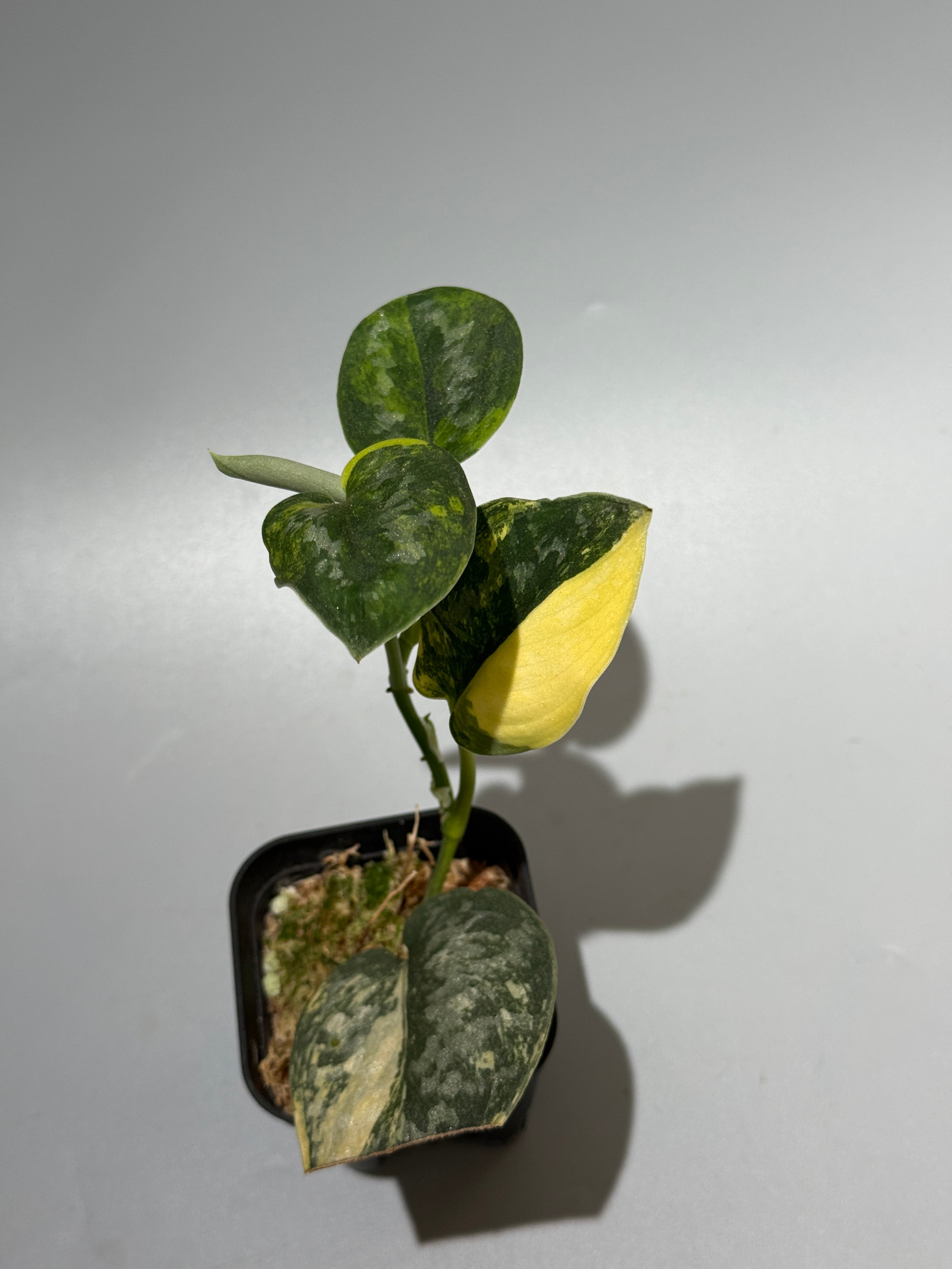 All Plants – Nakayama-Plants
