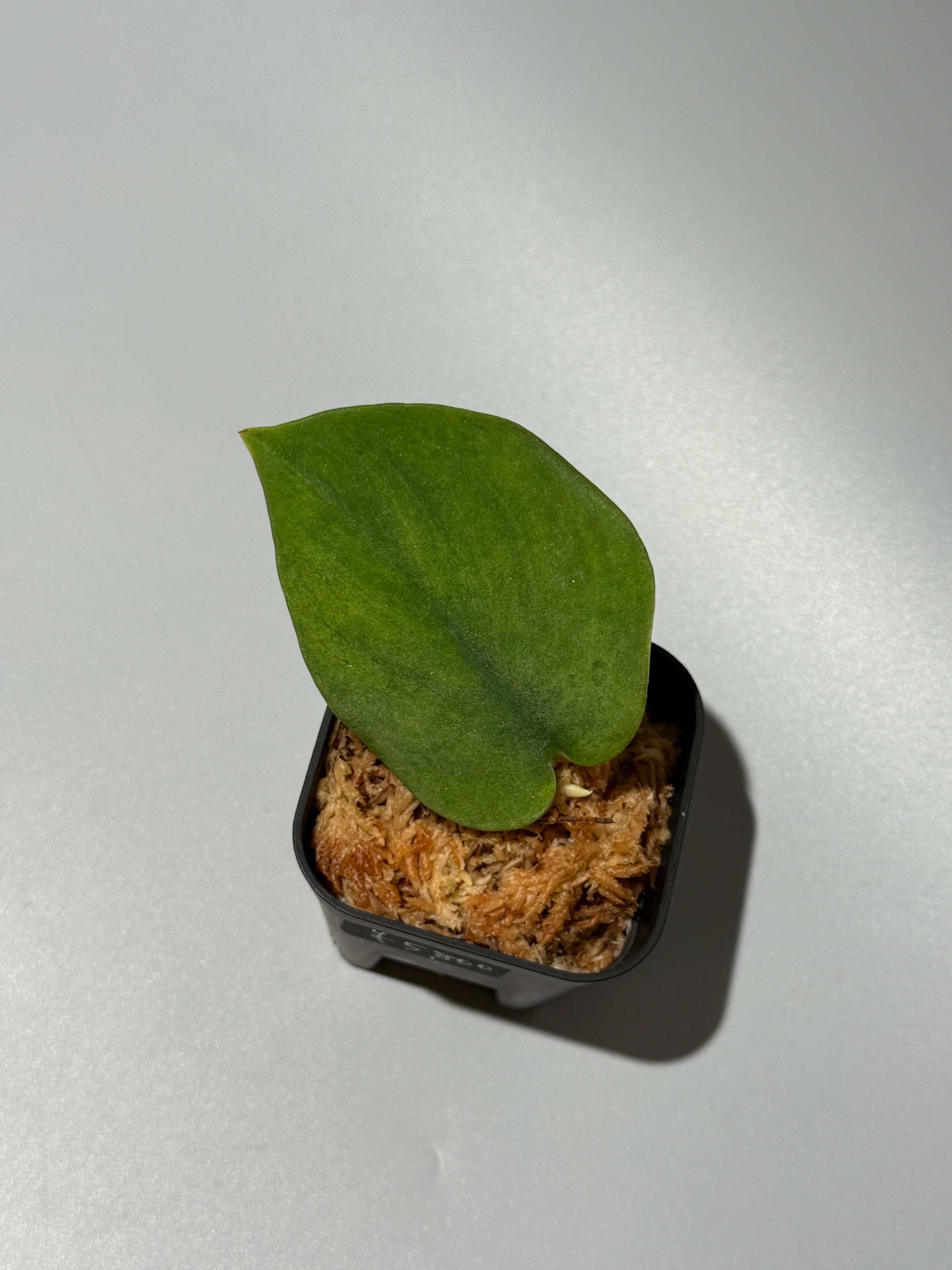 All Plants – Nakayama-Plants
