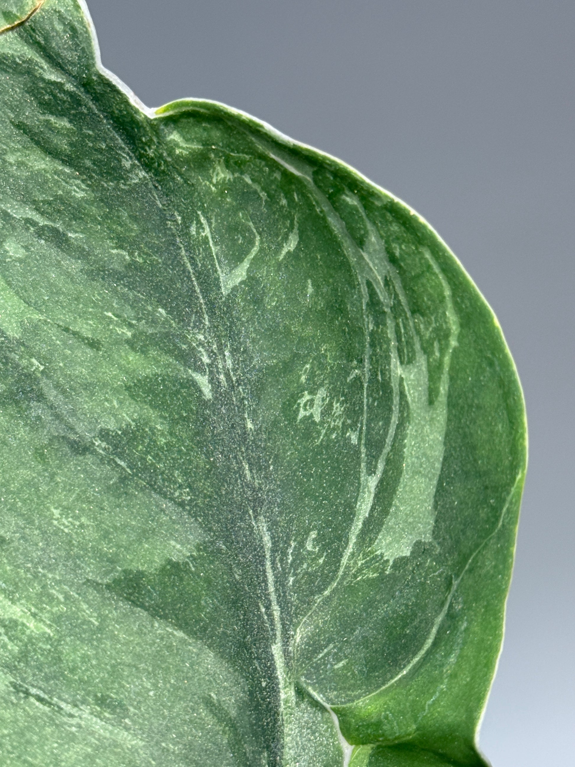 スキンダプサス シルバーナイト キサ / Scindapsus silverknight kisut (1)