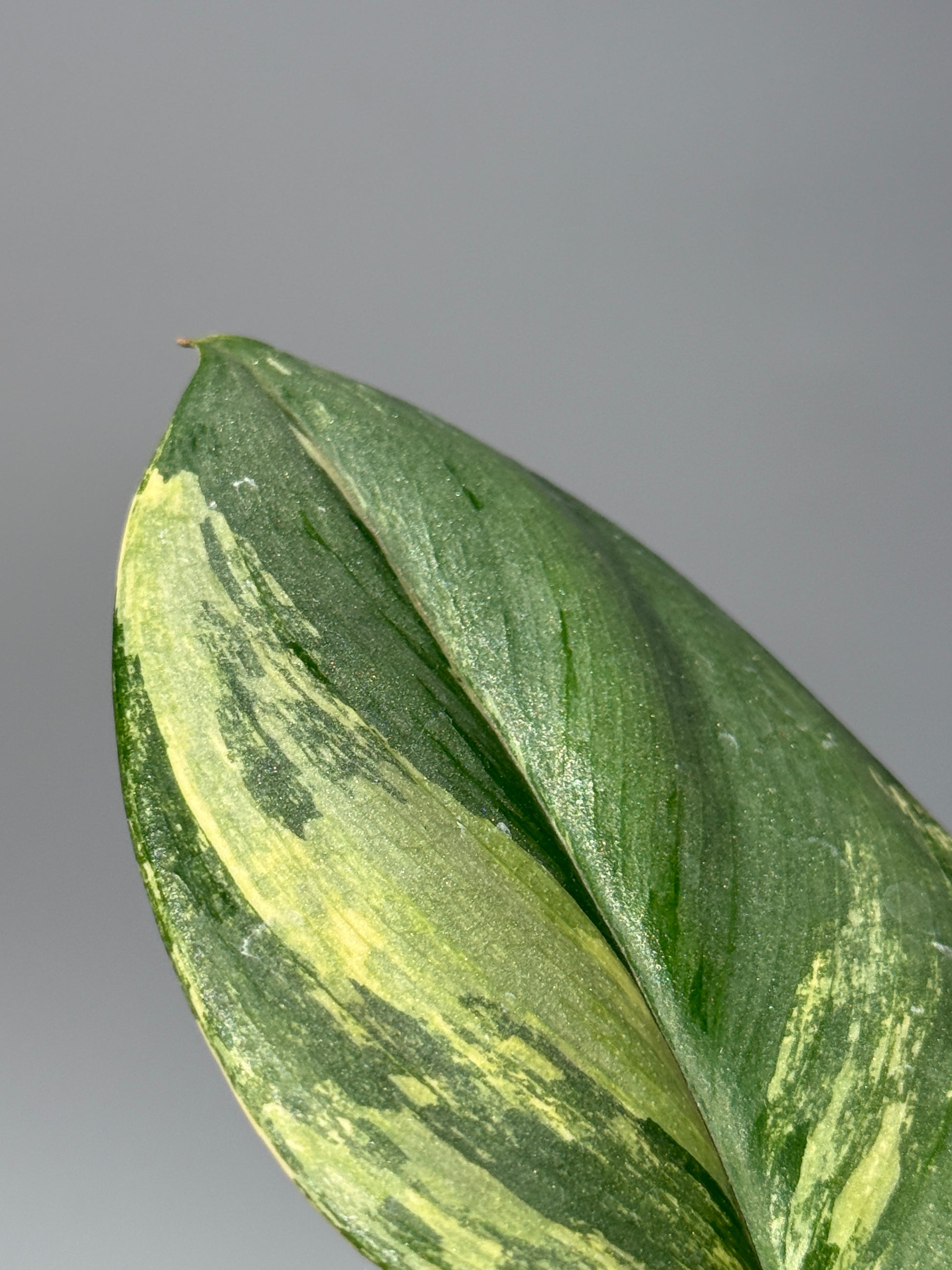 スキンダプサス ルビコン オーレア  / Scindapsus rubicon aurea (2)