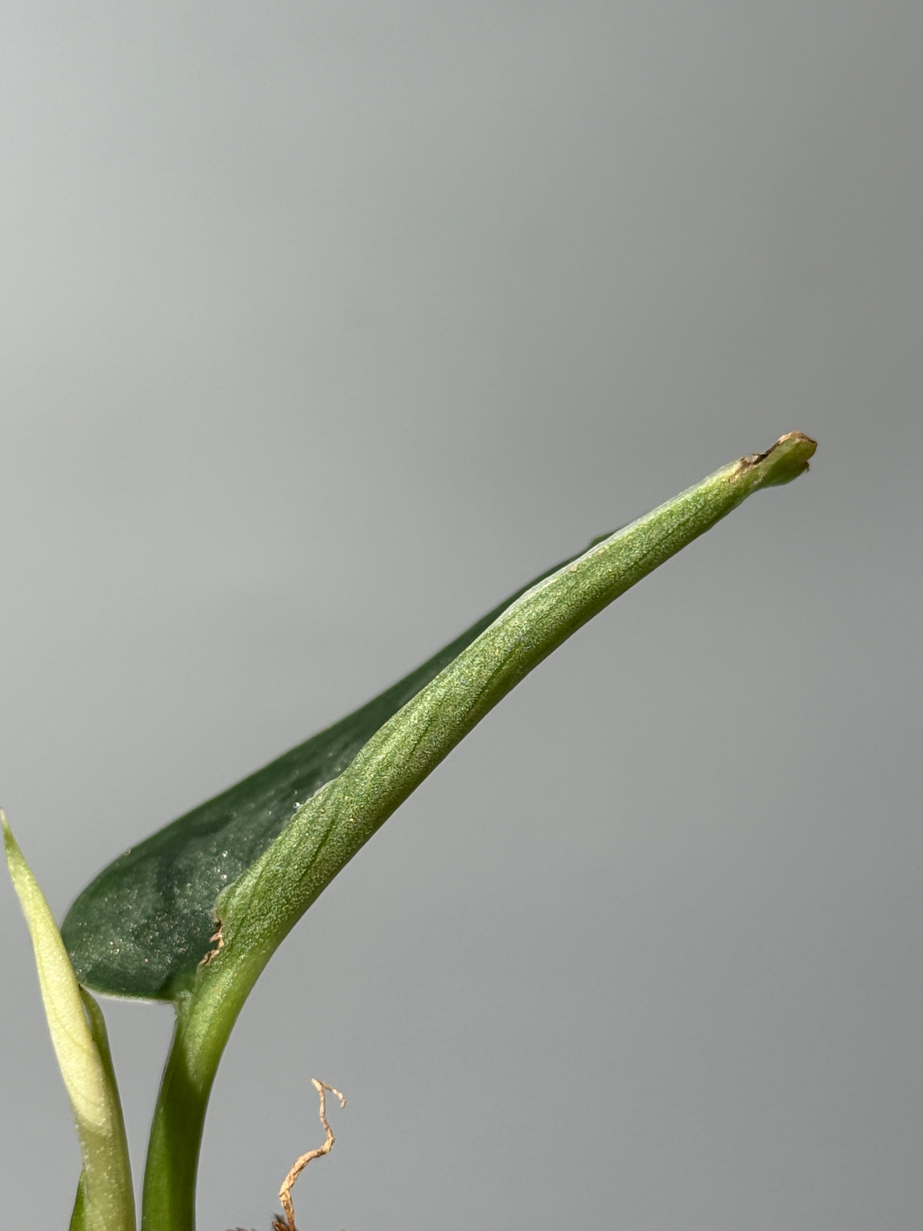 All Plants – Page 2 – Nakayama-Plants