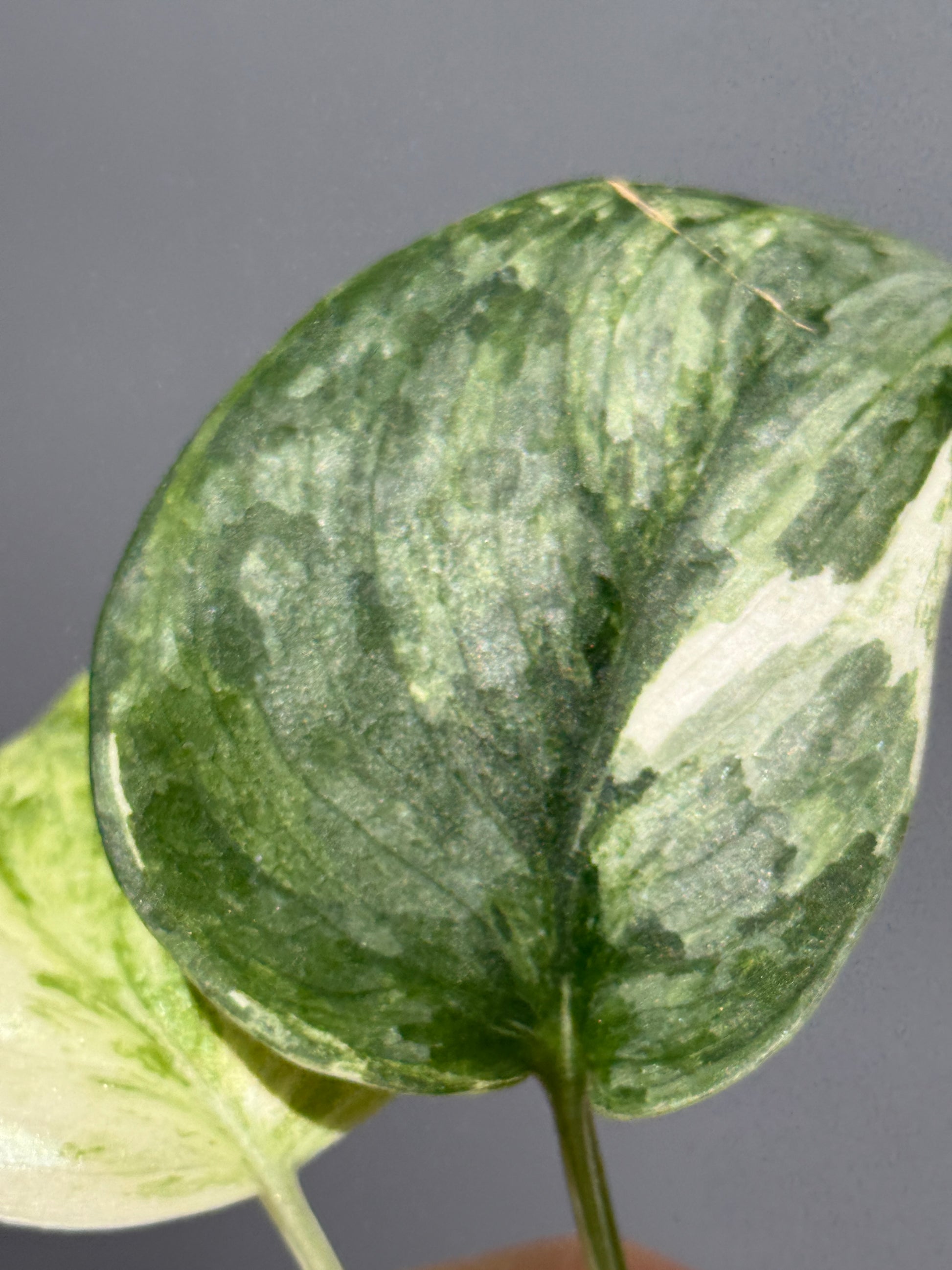 スキンダプサス ブルークラウド トリカラー / Scindapsus Exotica cloud tricolor (1)
