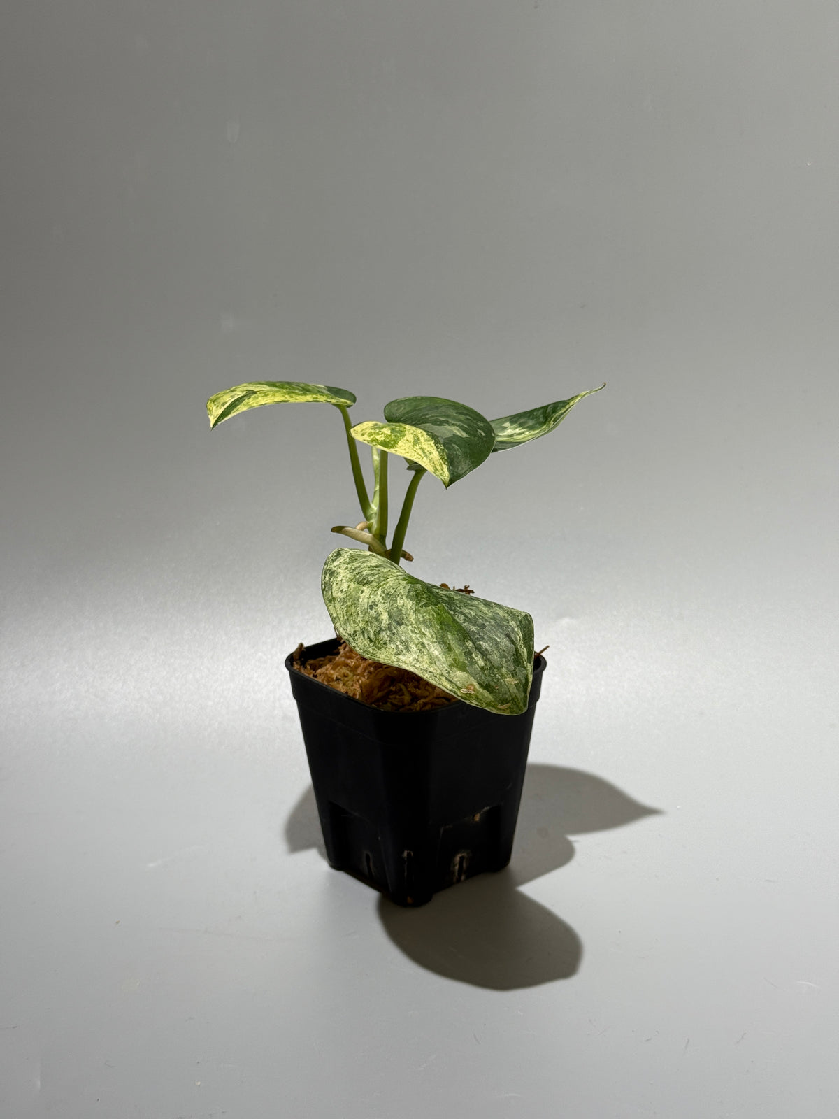 スキンダプサス エキゾチカ サラカ トリカラー  / Scindapsus Exotica salaka toricolor (1)