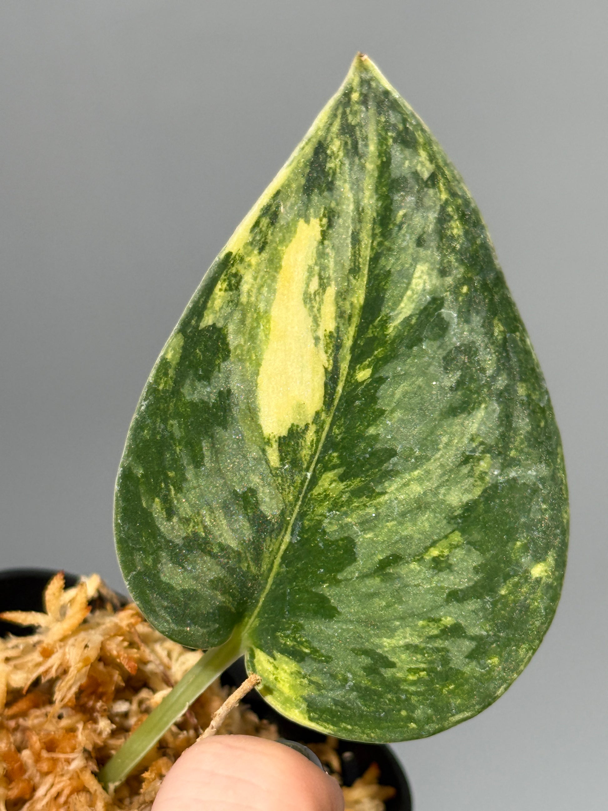 スキンダプサス グリーン ダイヤモンド / Scindapsus Green diamond (1)