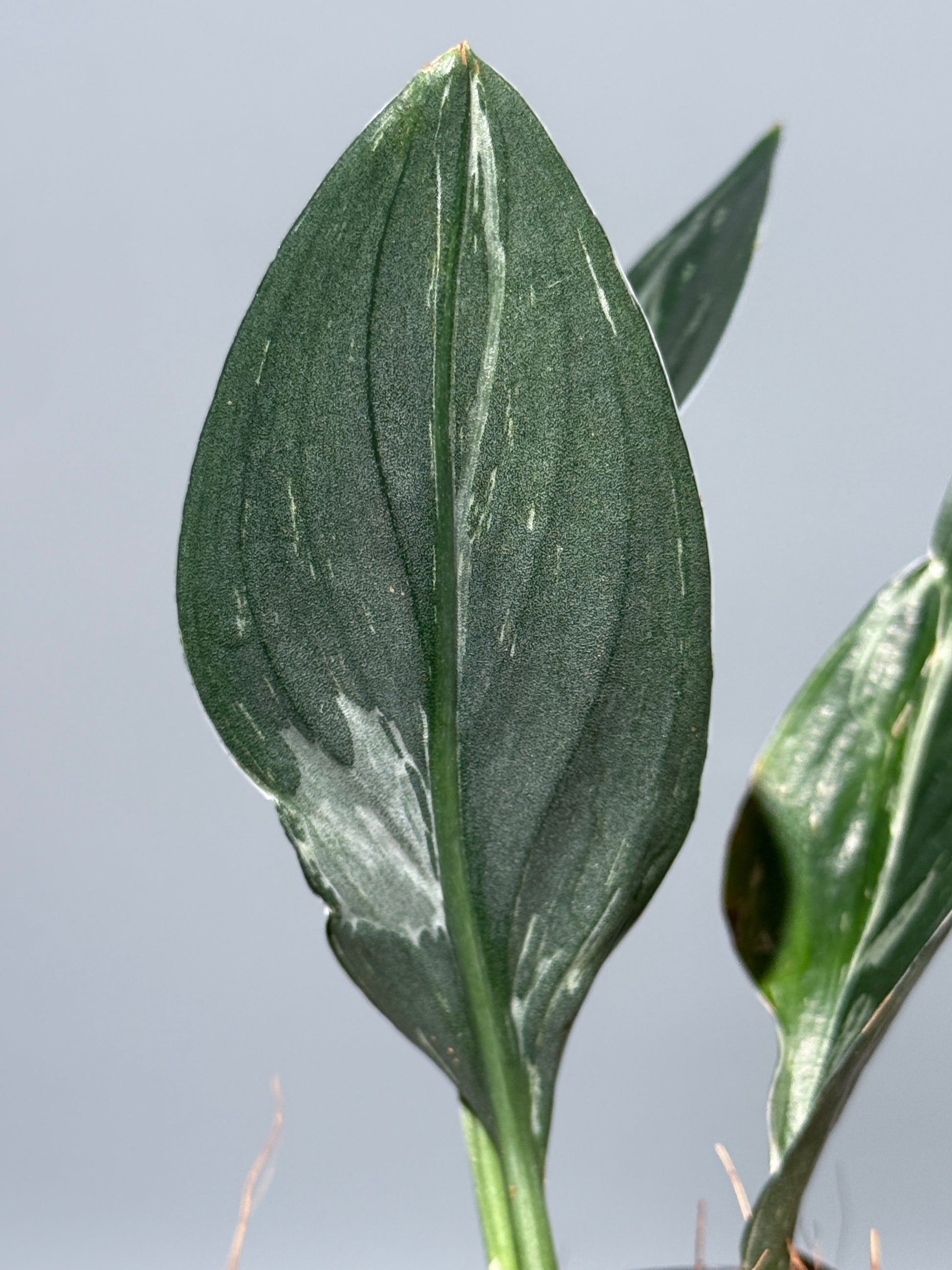 スキンダプサス トレビー ダークフォーム ミューテーション/Scindapsus Treubii darkform mutation (3)