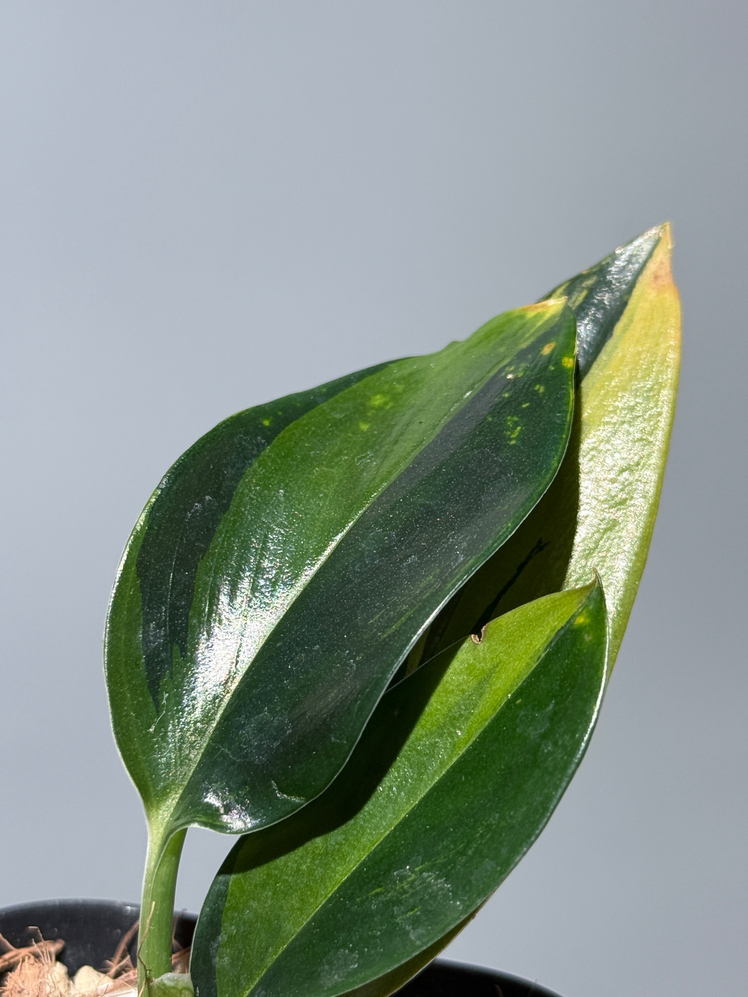 スキンダプサス トゥワイライト / Scindapsus Twilight (2) – Nakayama