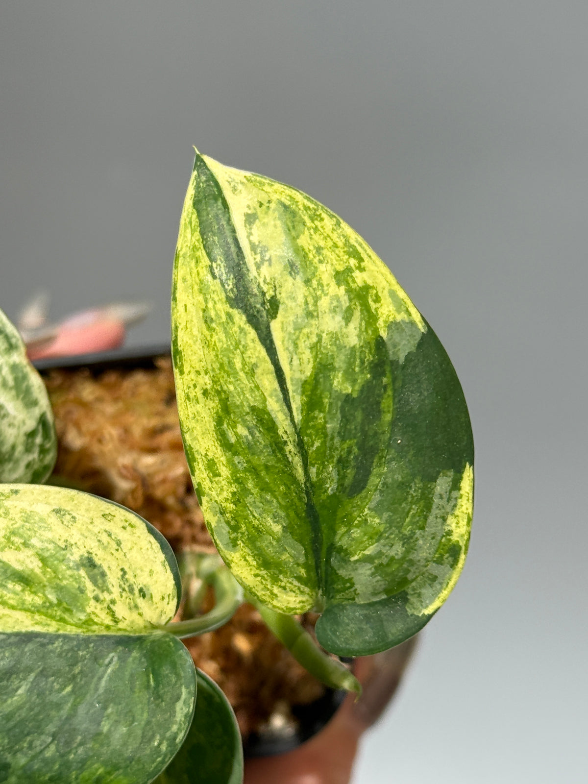 スキンダプサス エキゾチカ サラカ トリカラー  / Scindapsus Exotica salaka toricolor (1)