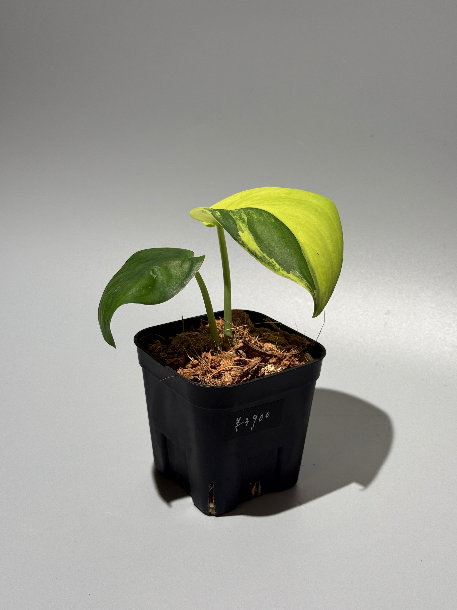 スキンダプサス ジェイドサテン オーレア  / Scindapsus jadesatin aurea (1)