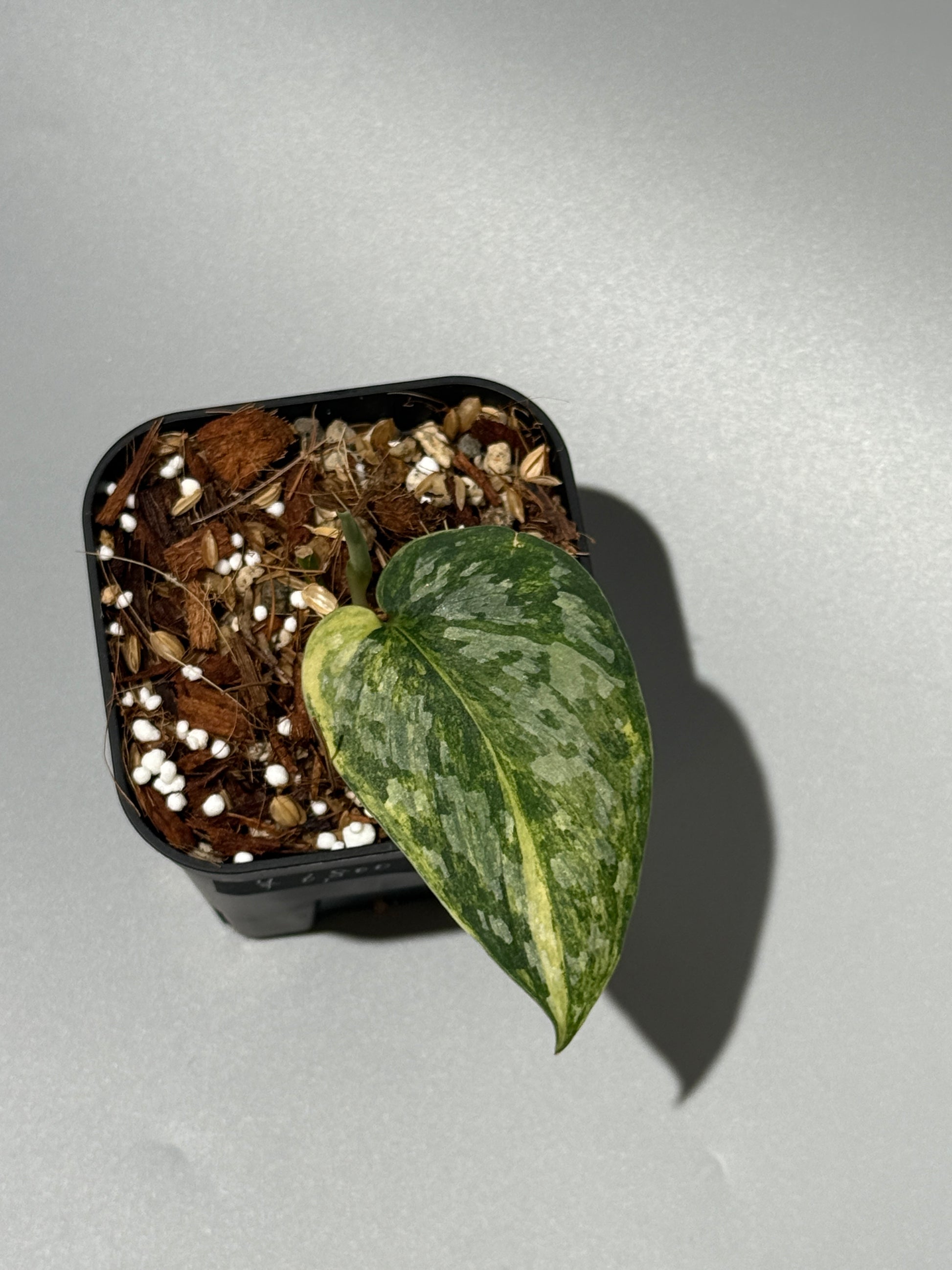 スキンダプサス ラジャタプラ  / Scindapsus Rajatapura (2)