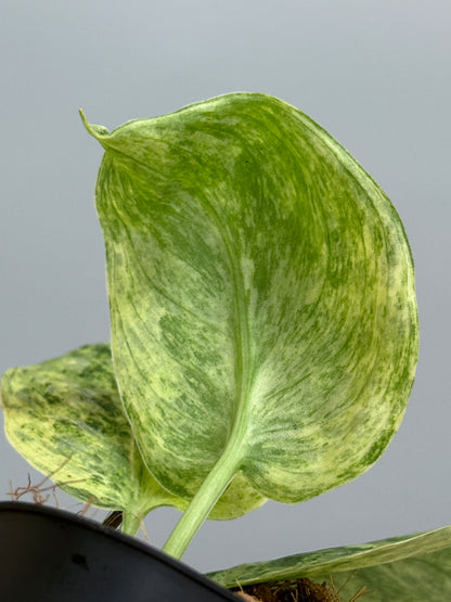 スキンダプサス テンバガ  / Scindapsus Tembaga (3)