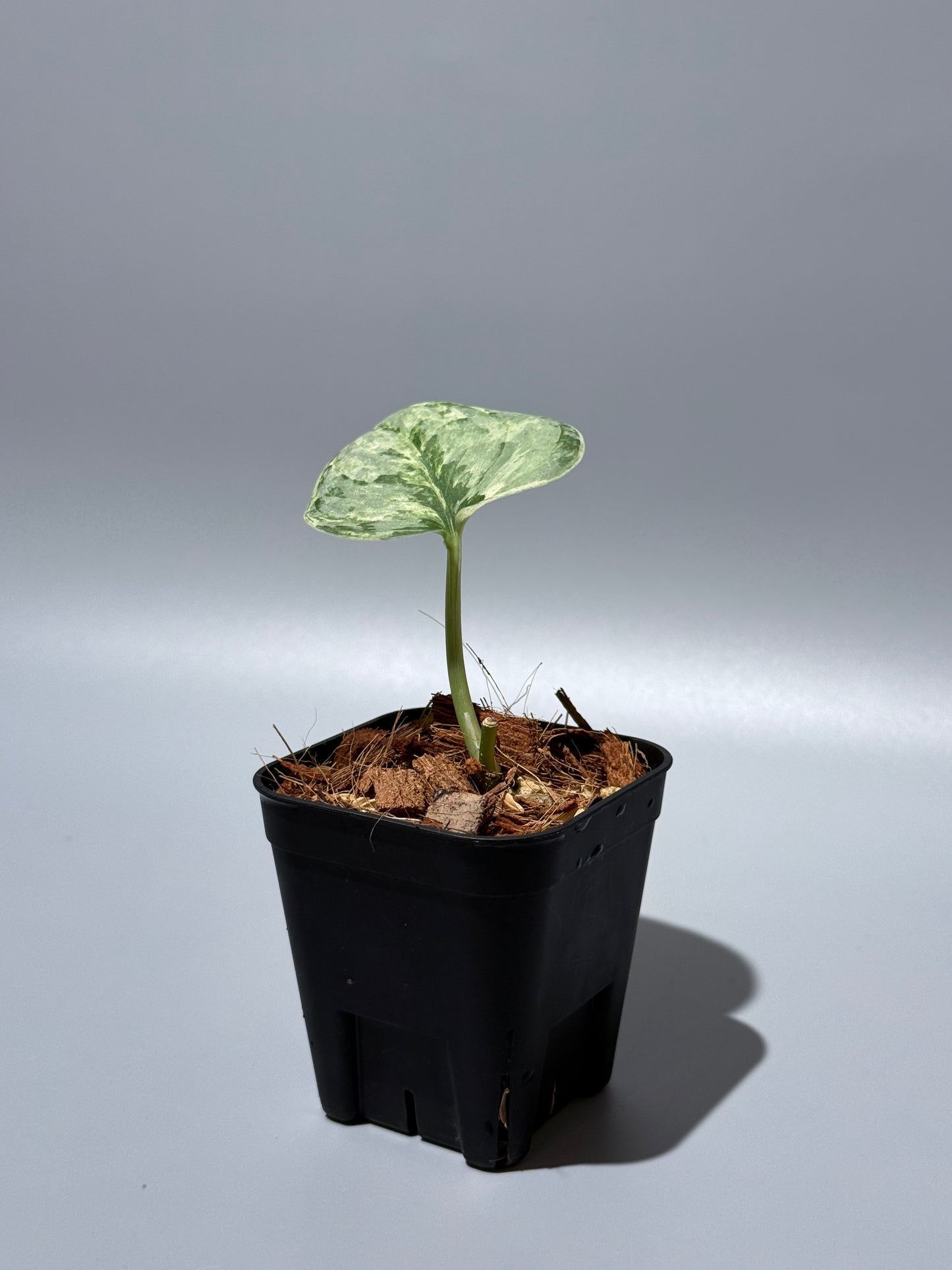 スキンダプサス ピースン アルボ  / Scindapsus peasun albo (1)