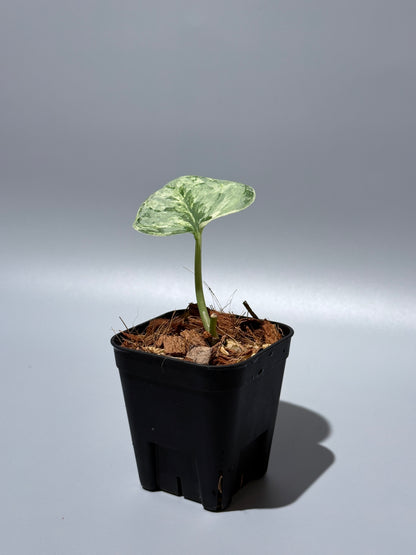 スキンダプサス ピースン アルボ  / Scindapsus peasun albo (1)