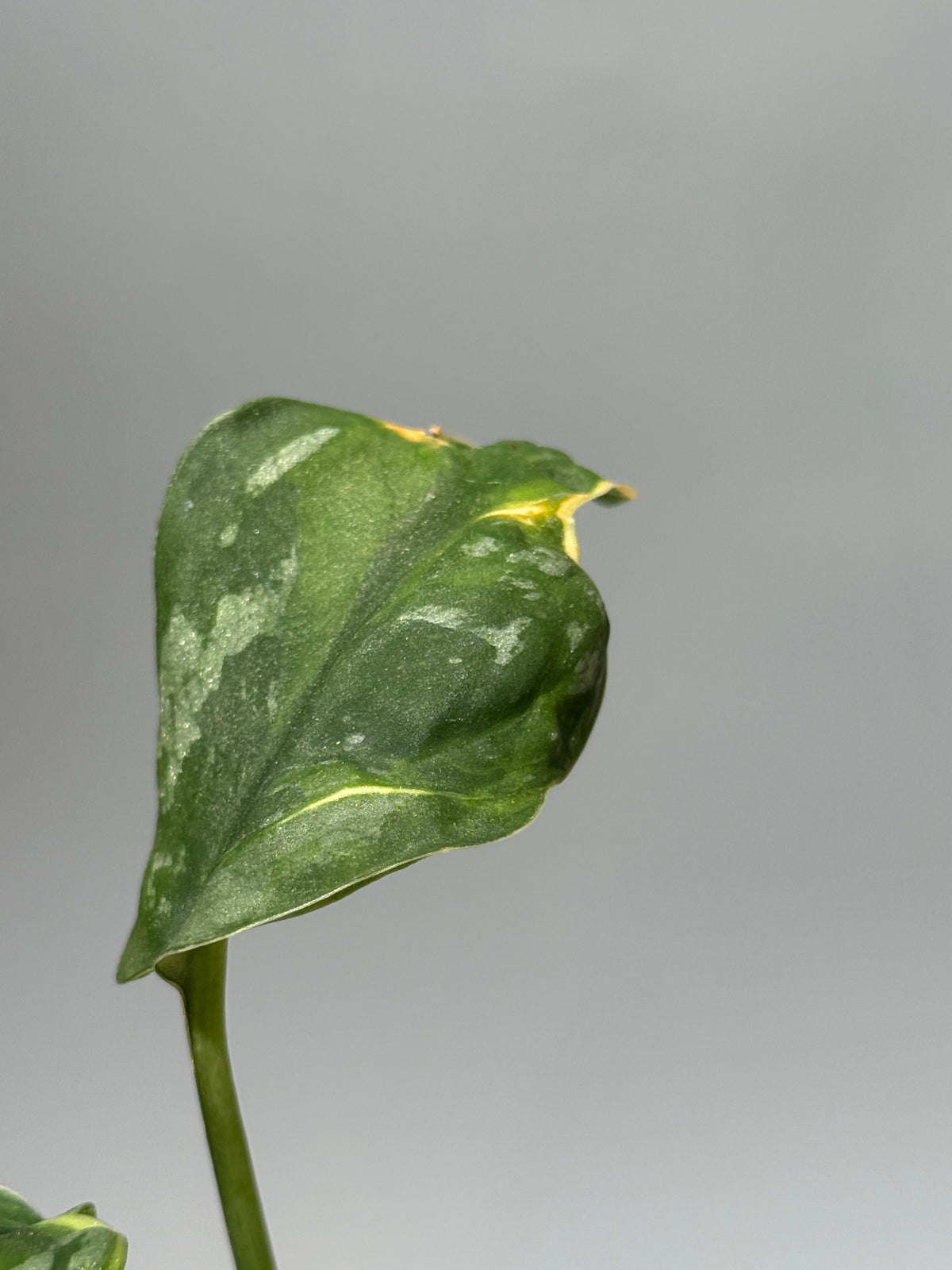 スキンダプサス イバタン  / Scindapsus Ibatan (2)