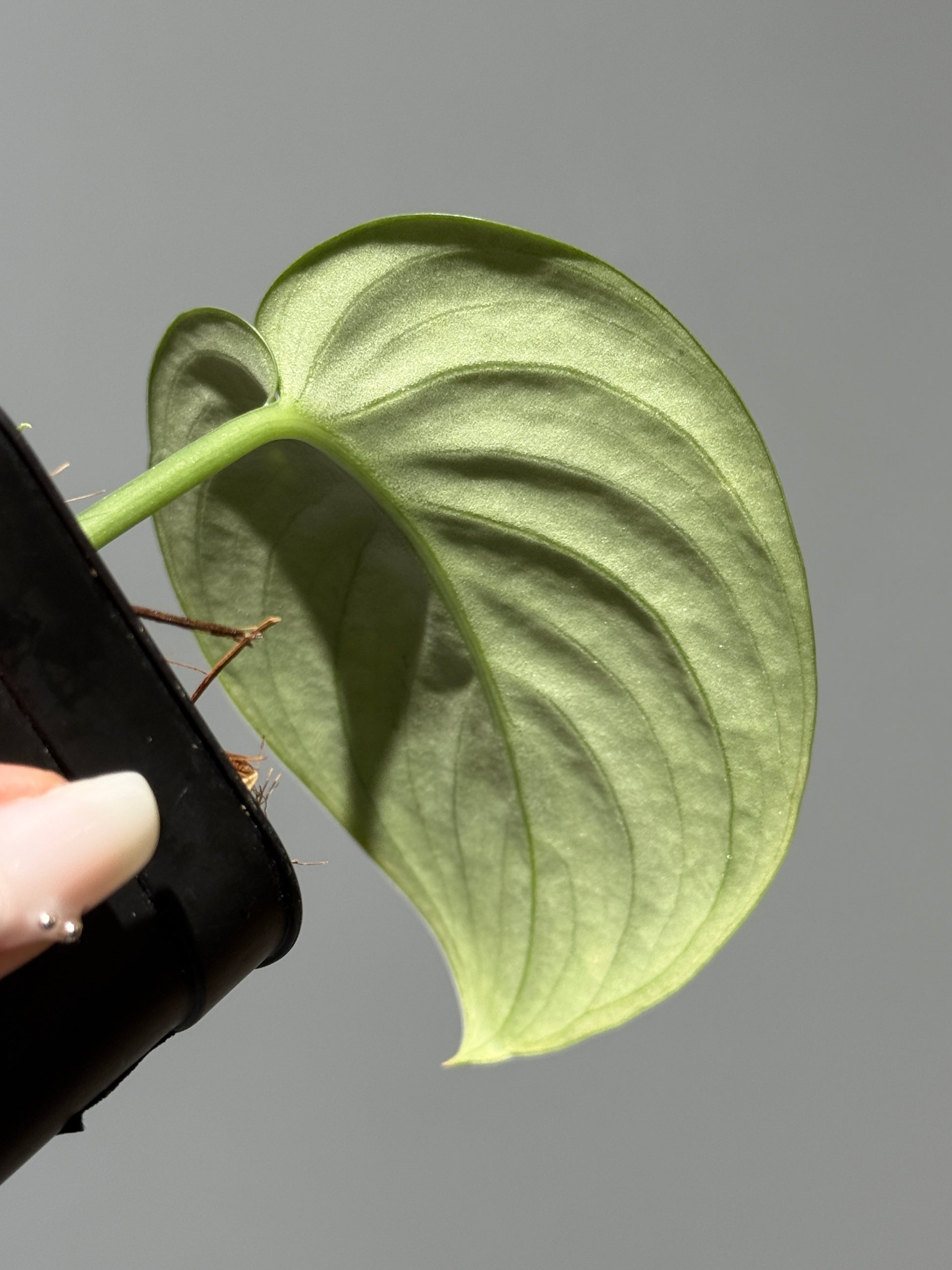 スキンダプサス シルバー スポット sp.カリマンタン / Scindapsus Silver spot sp.Kalimantan (1)