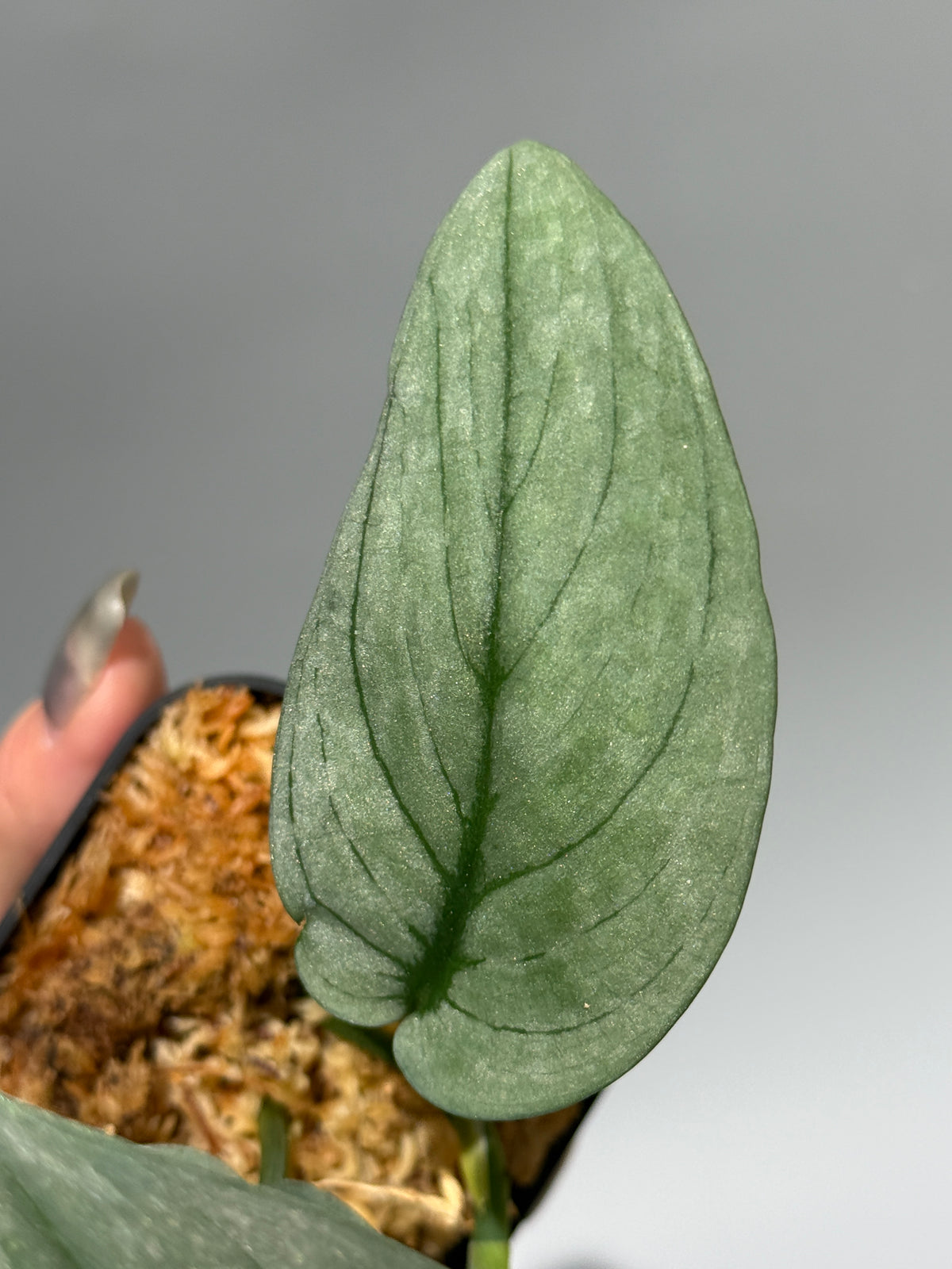 スキンダプサス グリーンベイン / Scindapsus Green vein (1)
