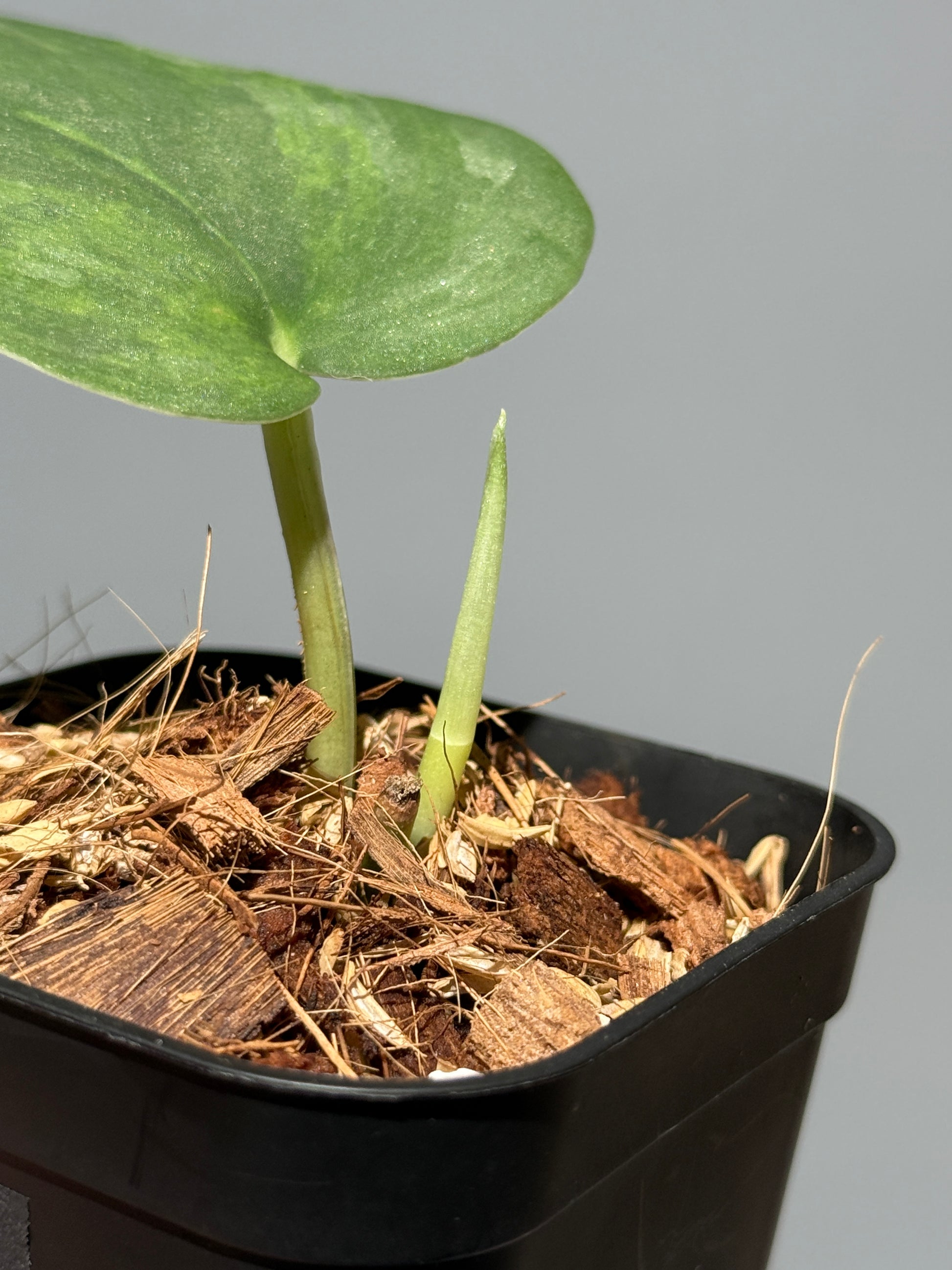 スキンダプサス グリーン エメラルド / Scindapsus green emerald (1)