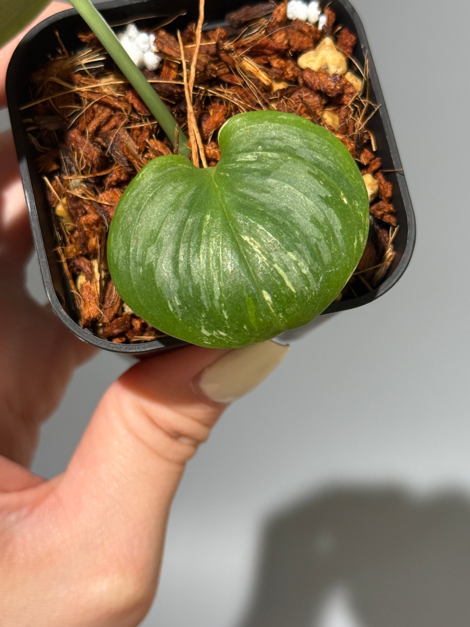 スキンダプサス ルビコン 斑入り  / Scindapsus Rubicon var.  (1)