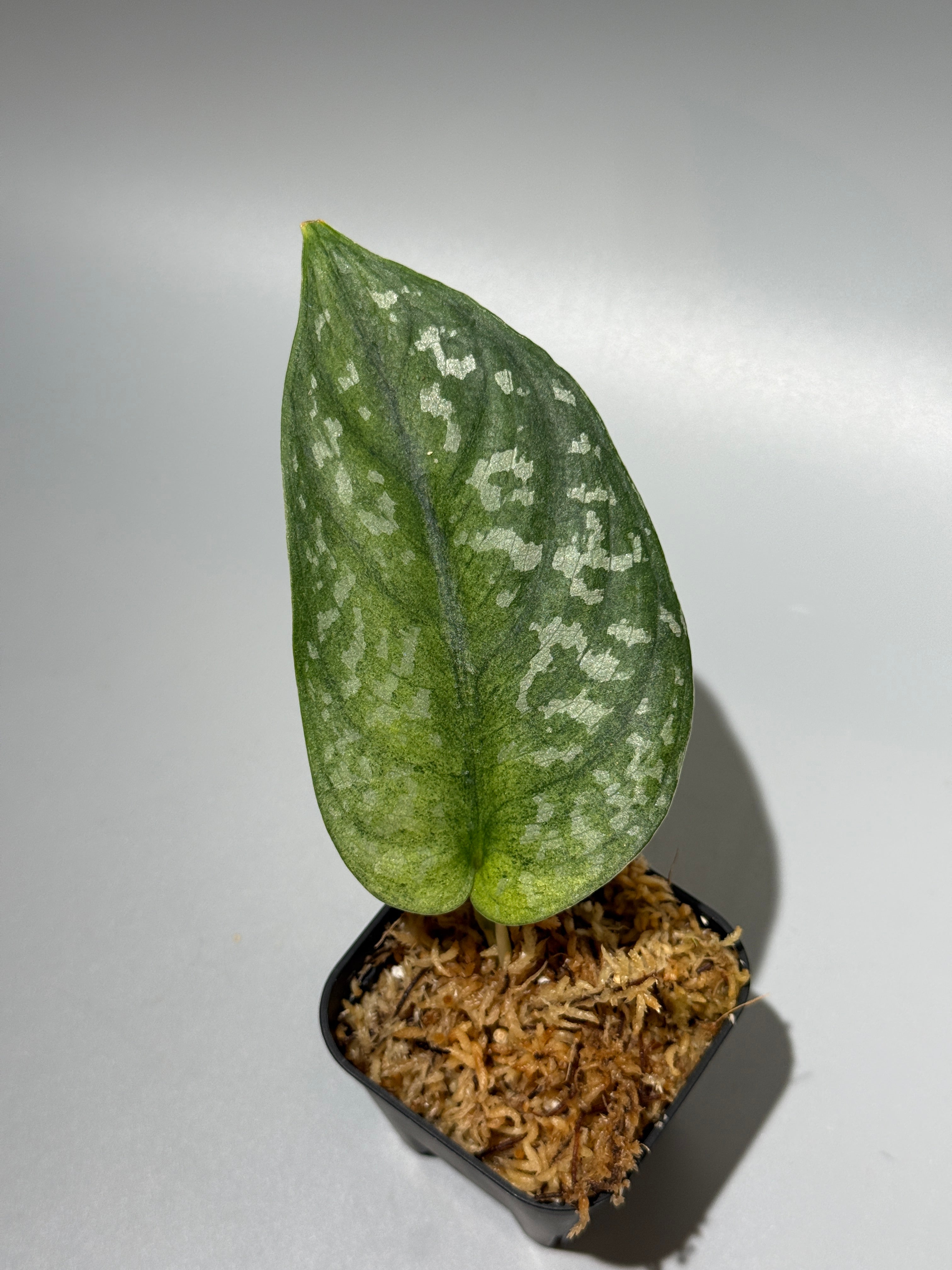 All Plants – Nakayama-Plants