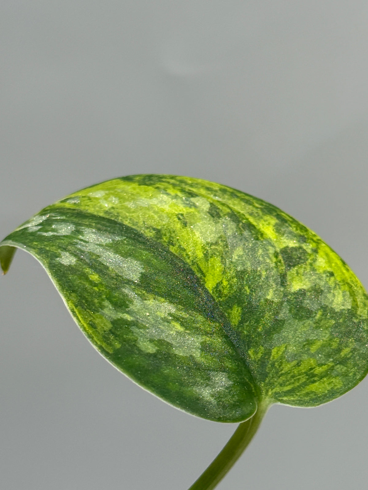 スキンダプサス グリーン ダイヤモンド / Scindapsus Green diamond (1)
