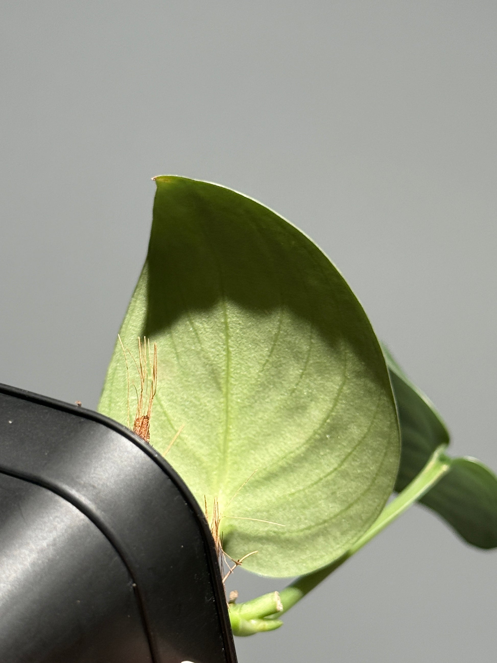 スキンダプサス  Sp.カリマンタン / Scindapsus Sp.Kalimantan (1)